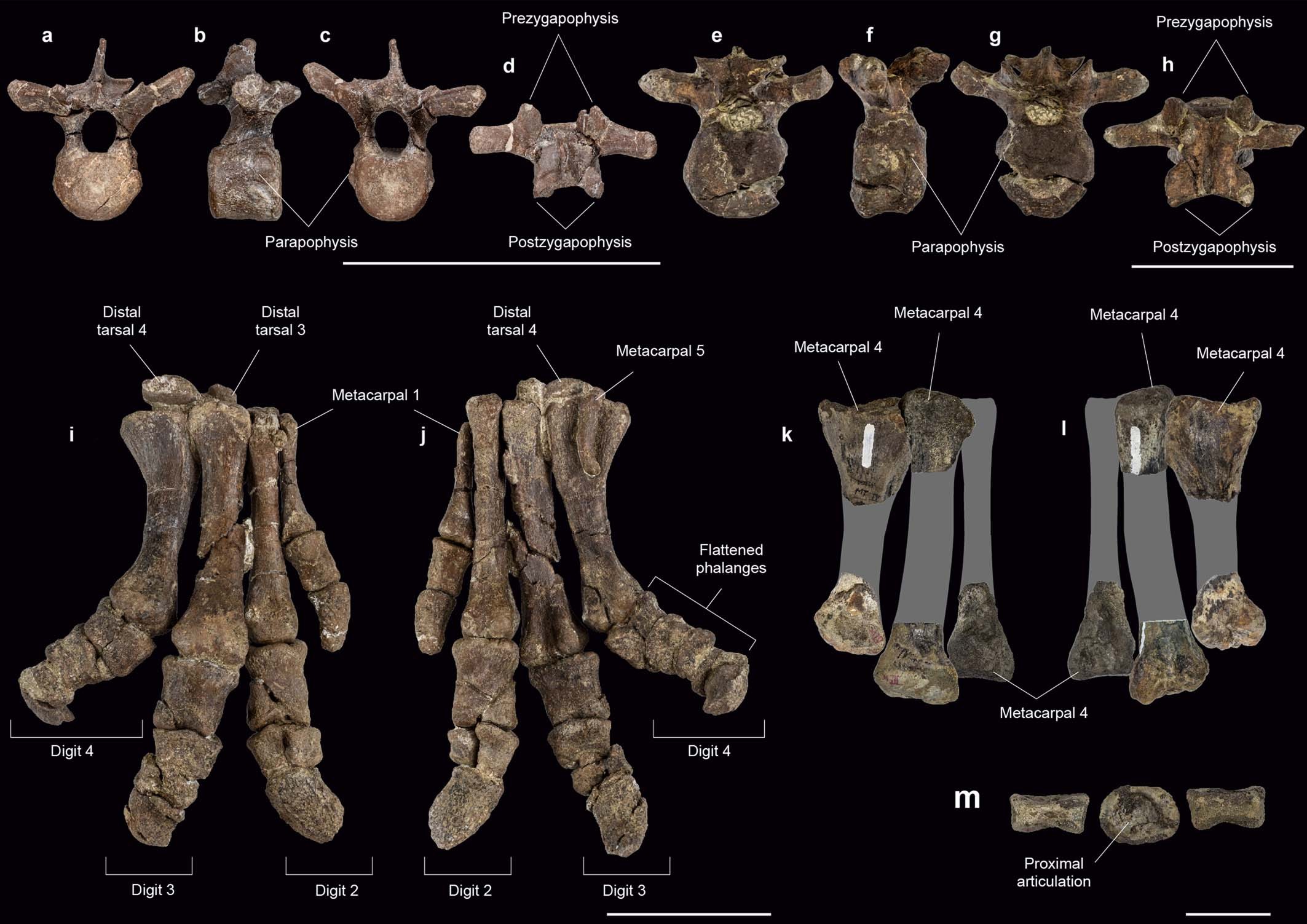 Extended Data Fig. 7: Comparison of cervical and pedal bones between S. elengassen holotype (CPAP-3165) and A. oliveroi holotype (MLP 86-X-28-1).