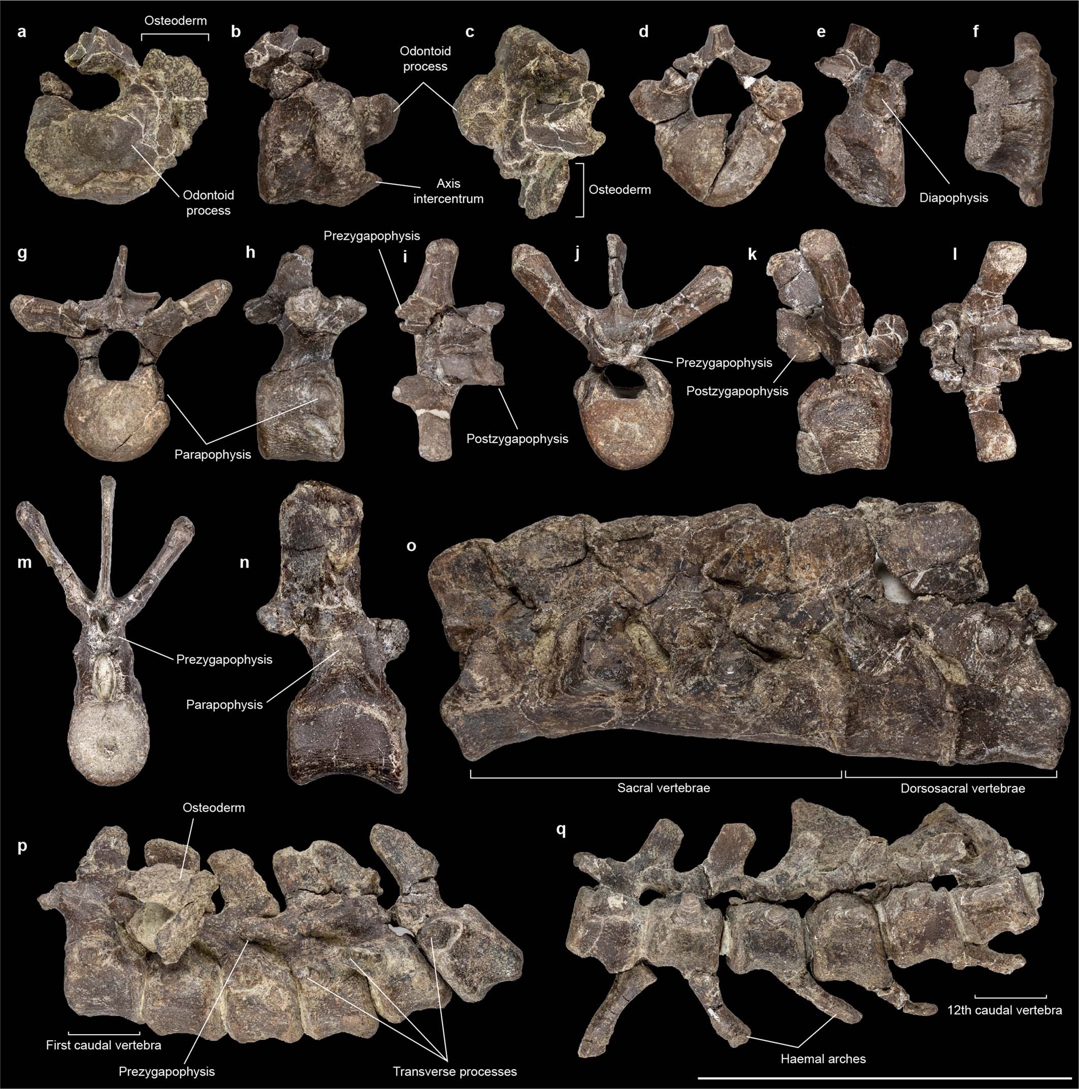 Extended Data Fig. 2: Postcranial axial skeleton of S. elengassen holotype (CPAP-3165).