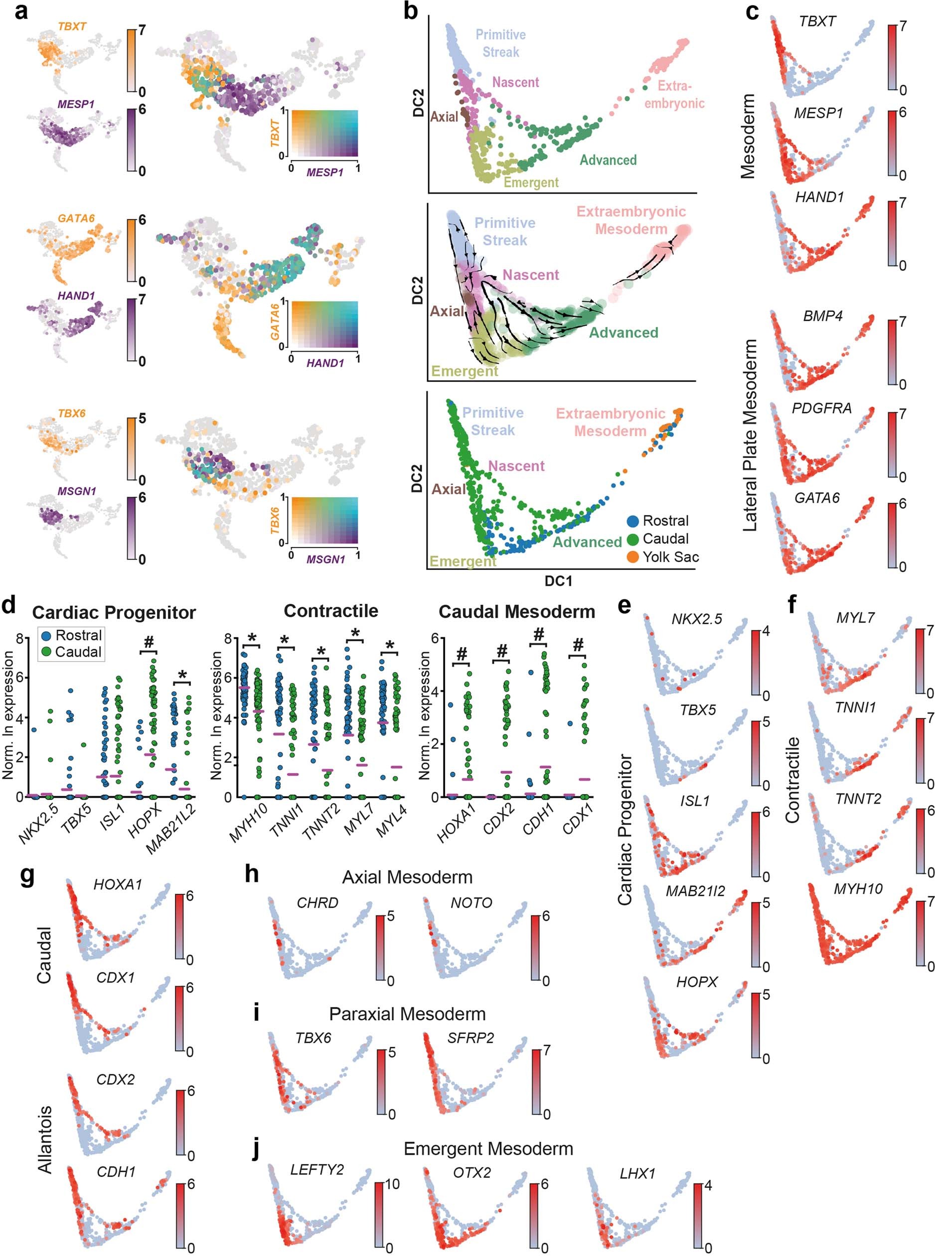 Extended Data Fig. 4: Rostral and Caudal differences in diversification of mesodermal subtypes.