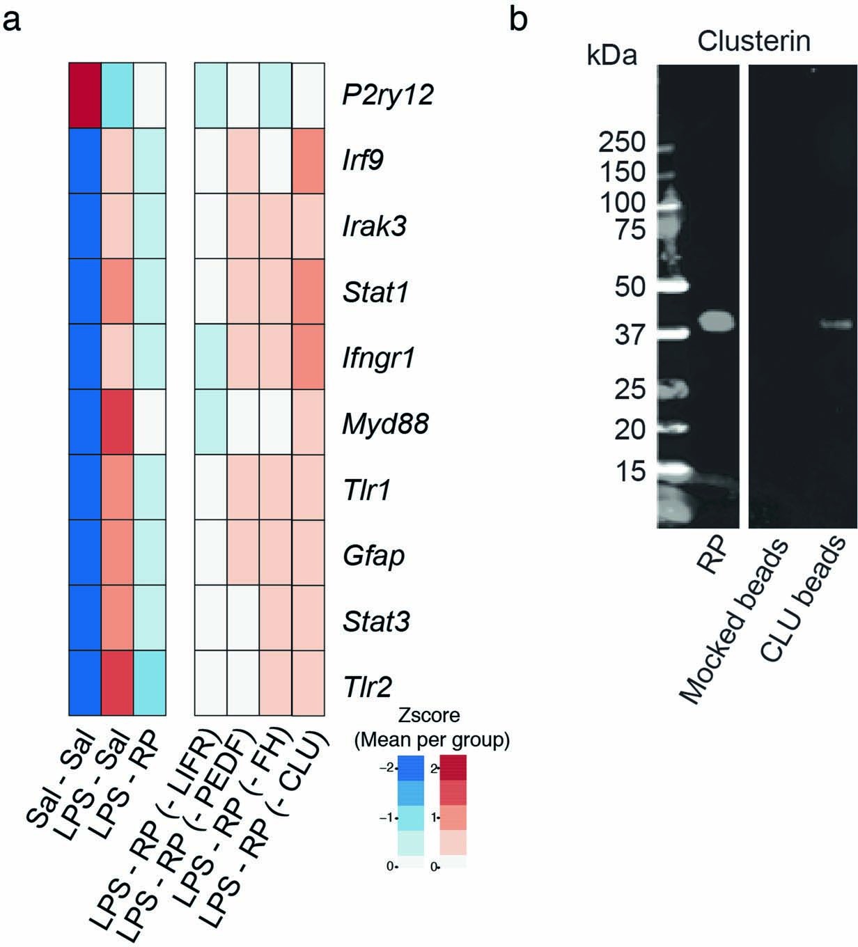 Extended Data Fig. 6: Immunodepletion of clusterin in runner plasma abrogates its anti-inflammatory properties on the hippocampus.