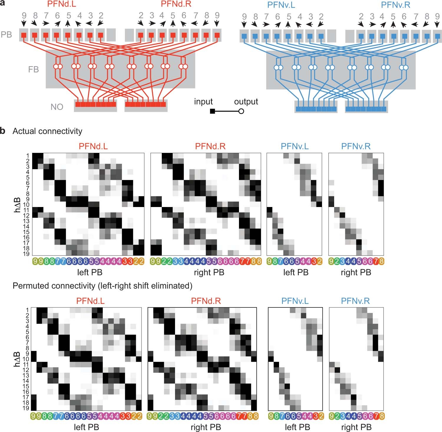Extended Data Fig. 8: PFN→hΔB connectivity.
