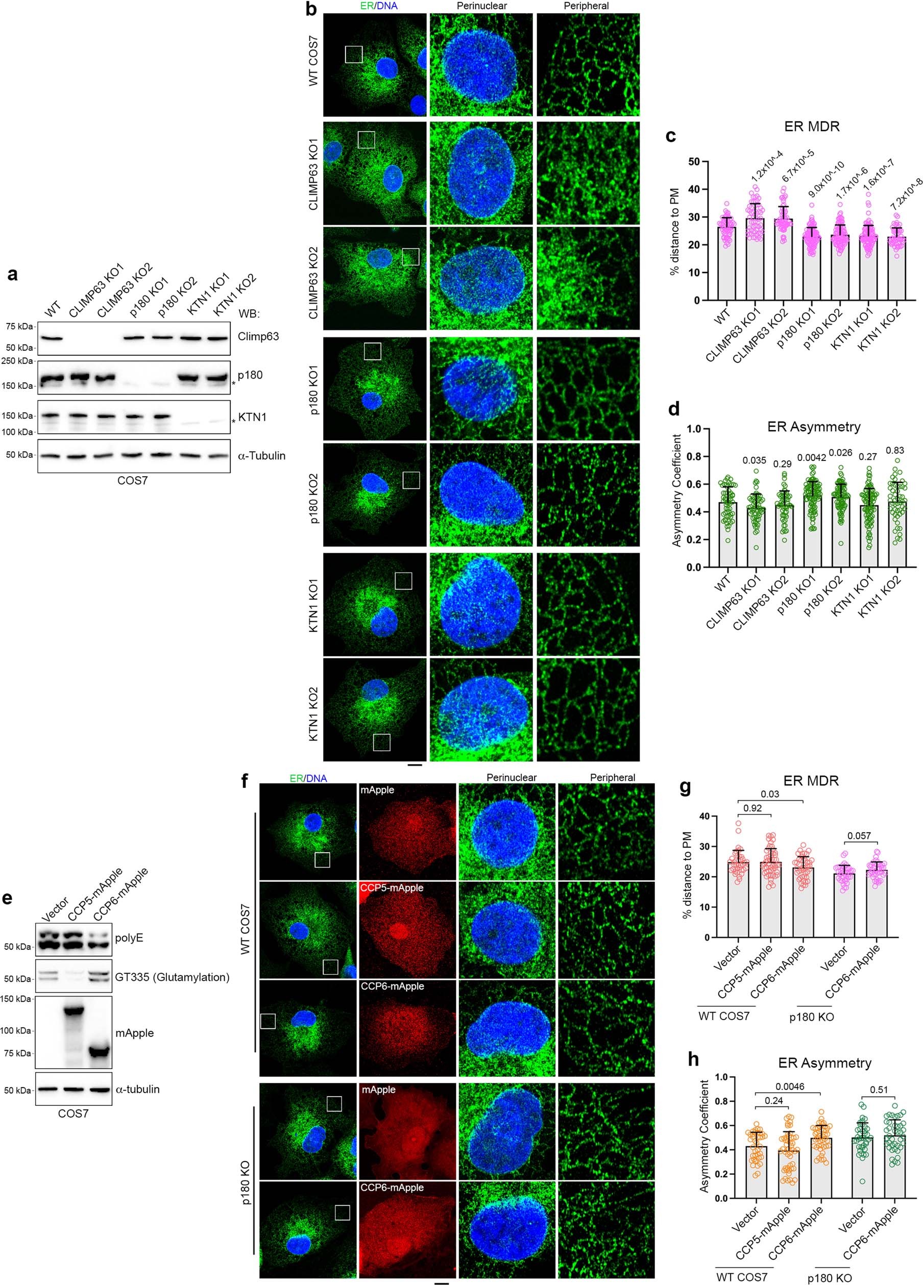 Extended Data Fig. 8: Knockout of CLIMP63, p180 and KTN1, or overexpression of CCPs in COS7 cells changes ER distribution.