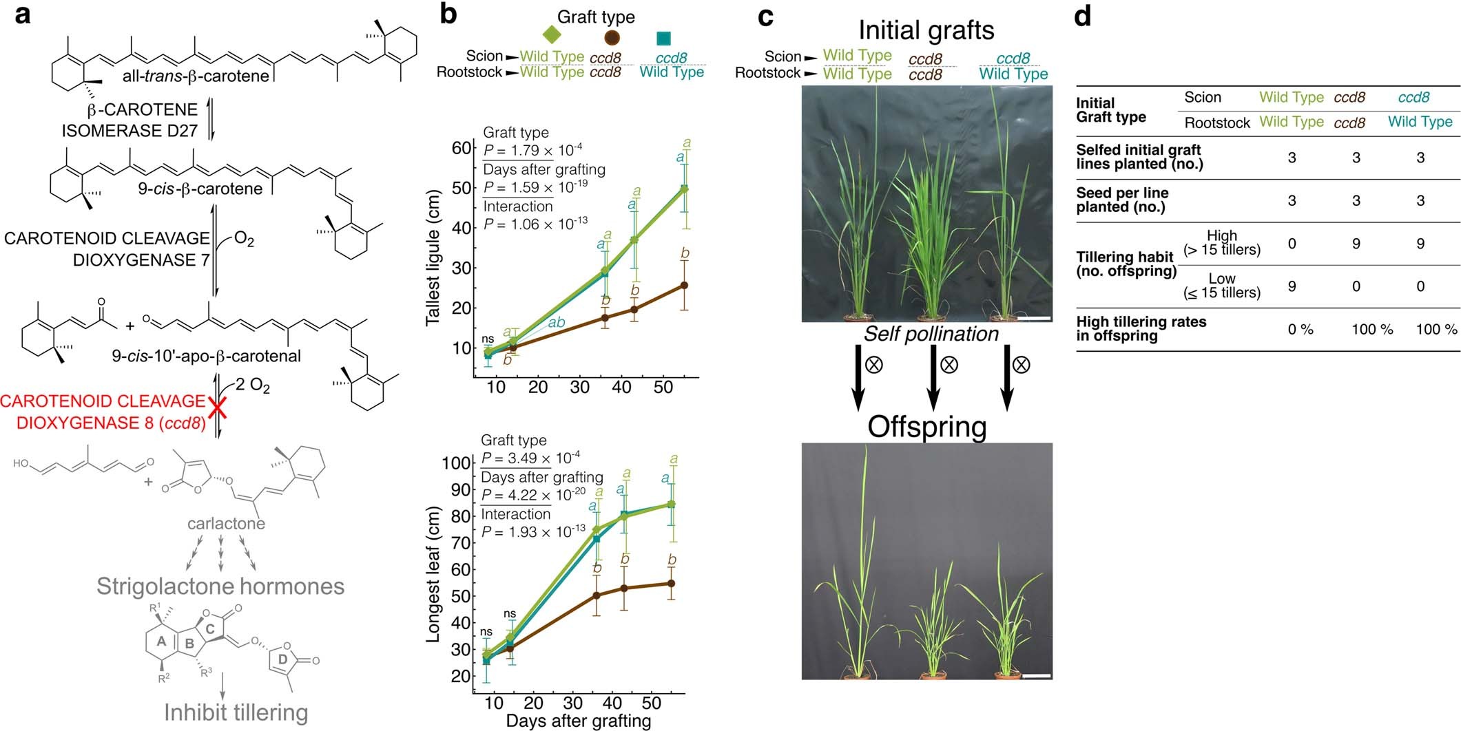 Extended Data Fig. 9: Complementation of rice defective in strigolactone biosynthesis by grafting mutants onto wild-type rootstocks.