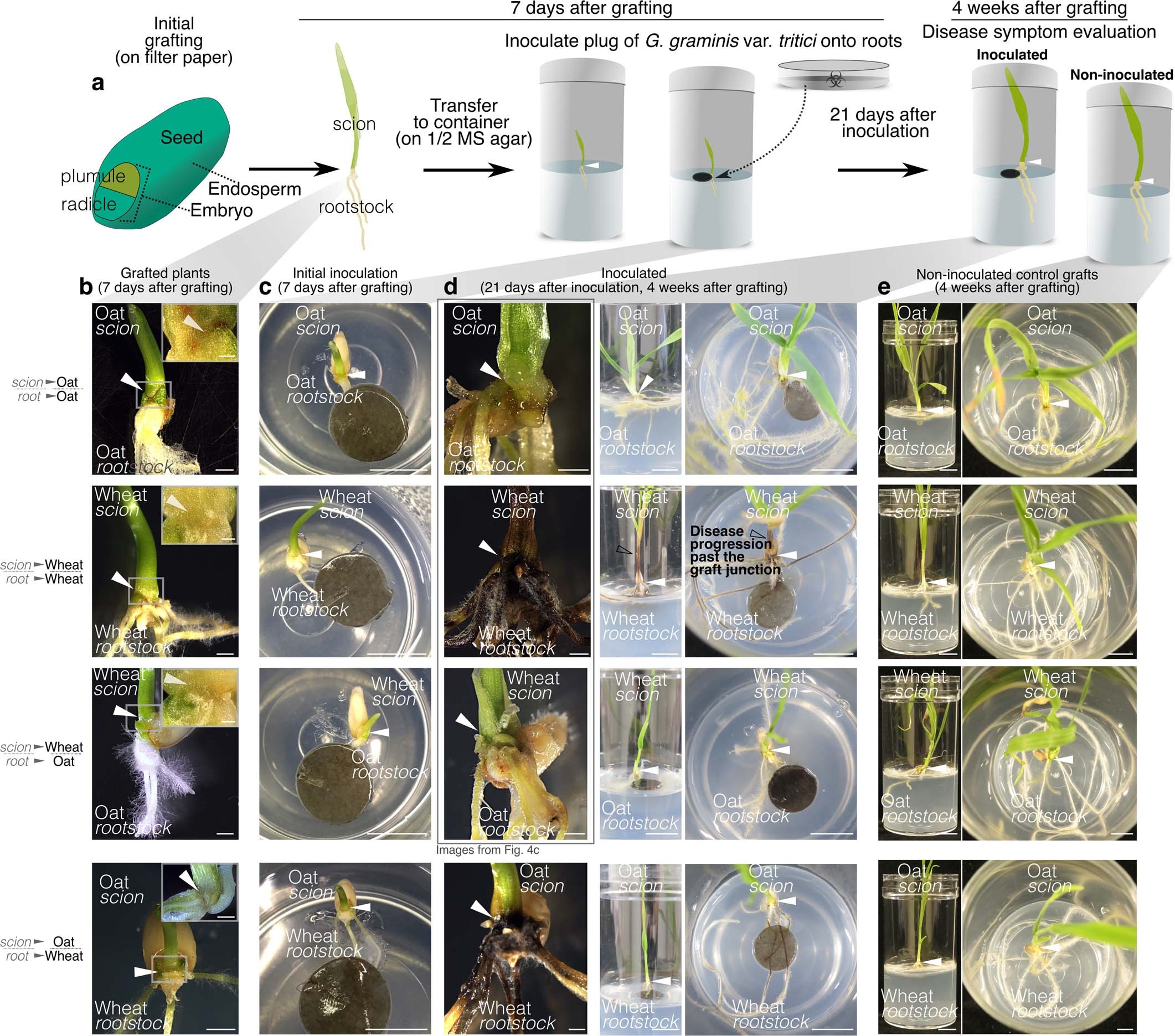 Extended Data Fig. 10: Grafting wheat to oat confers disease tolerance to take-all.
