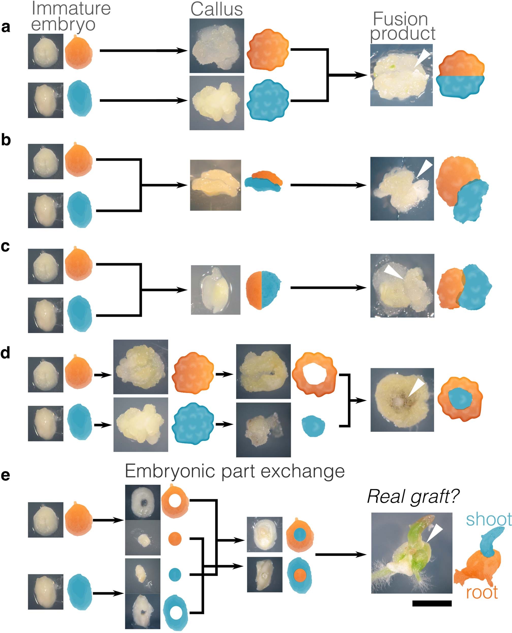 Extended Data Fig. 1: Discovery of a method that allows grafting of monocotyledons.