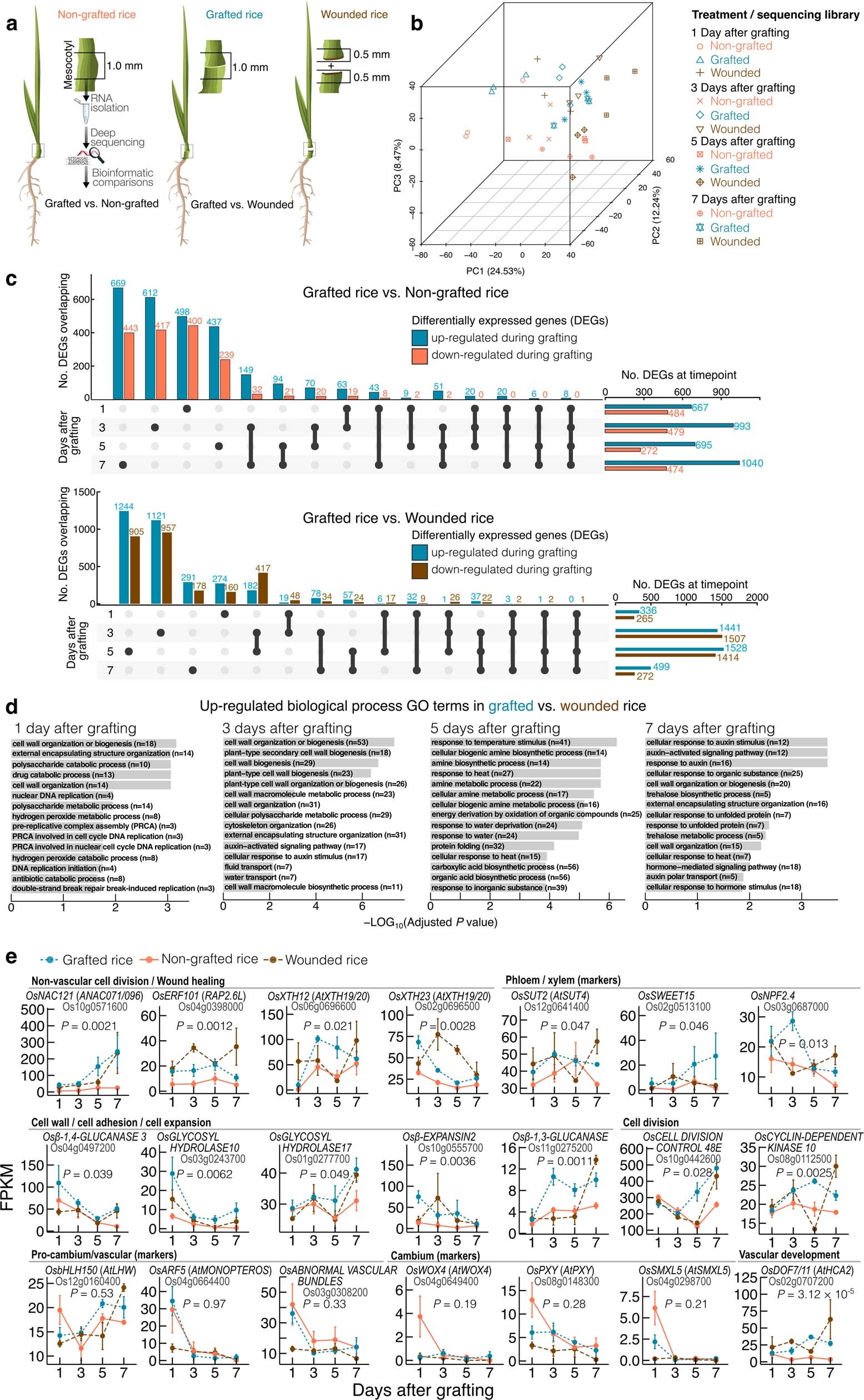 Extended Data Fig. 4: Overview of changes in transcript abundance during the development of graft unions in rice.