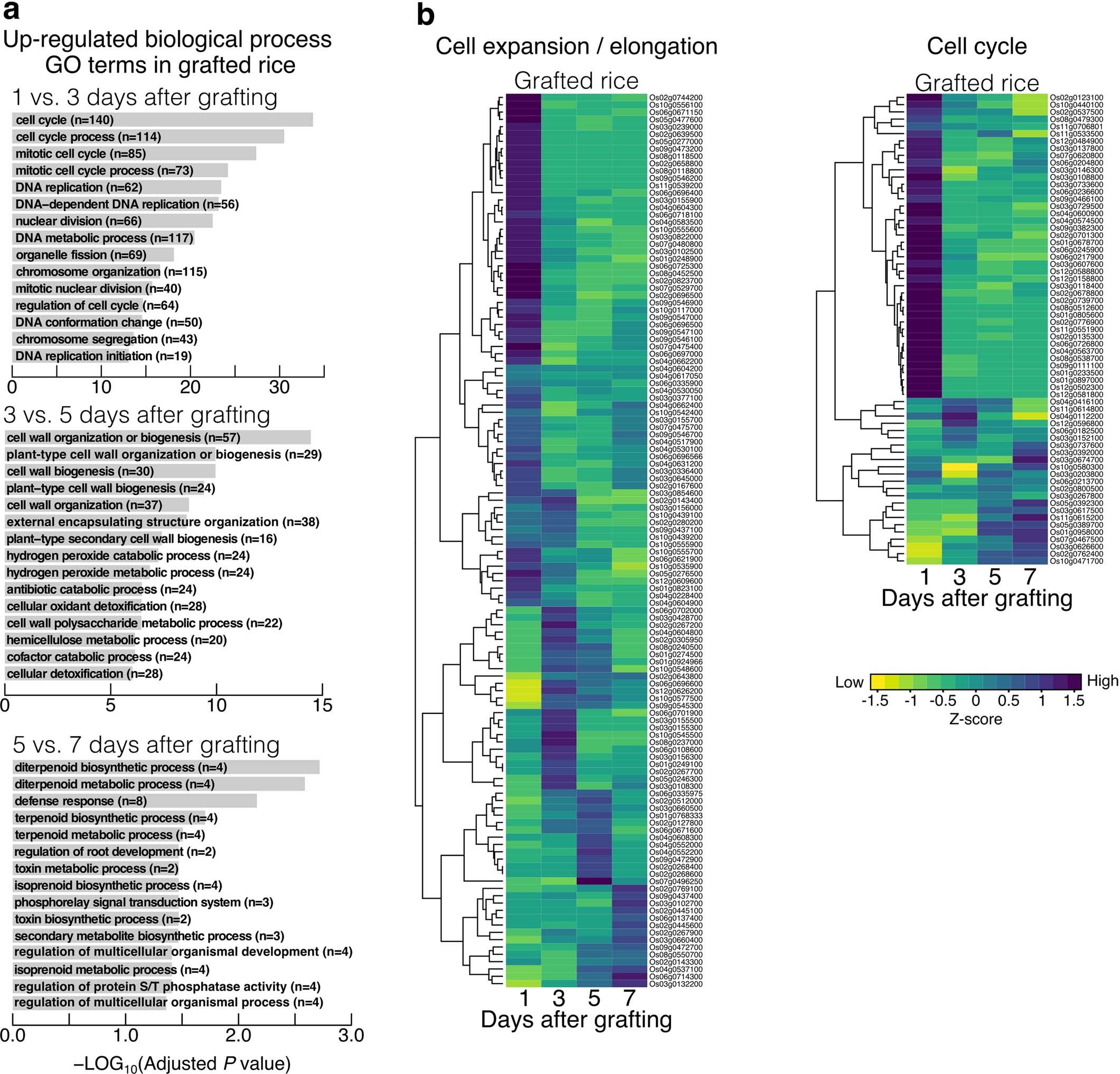Extended Data Fig. 5: Dynamics of transcripts from cell expansion and cell division genes during graft formation in rice.