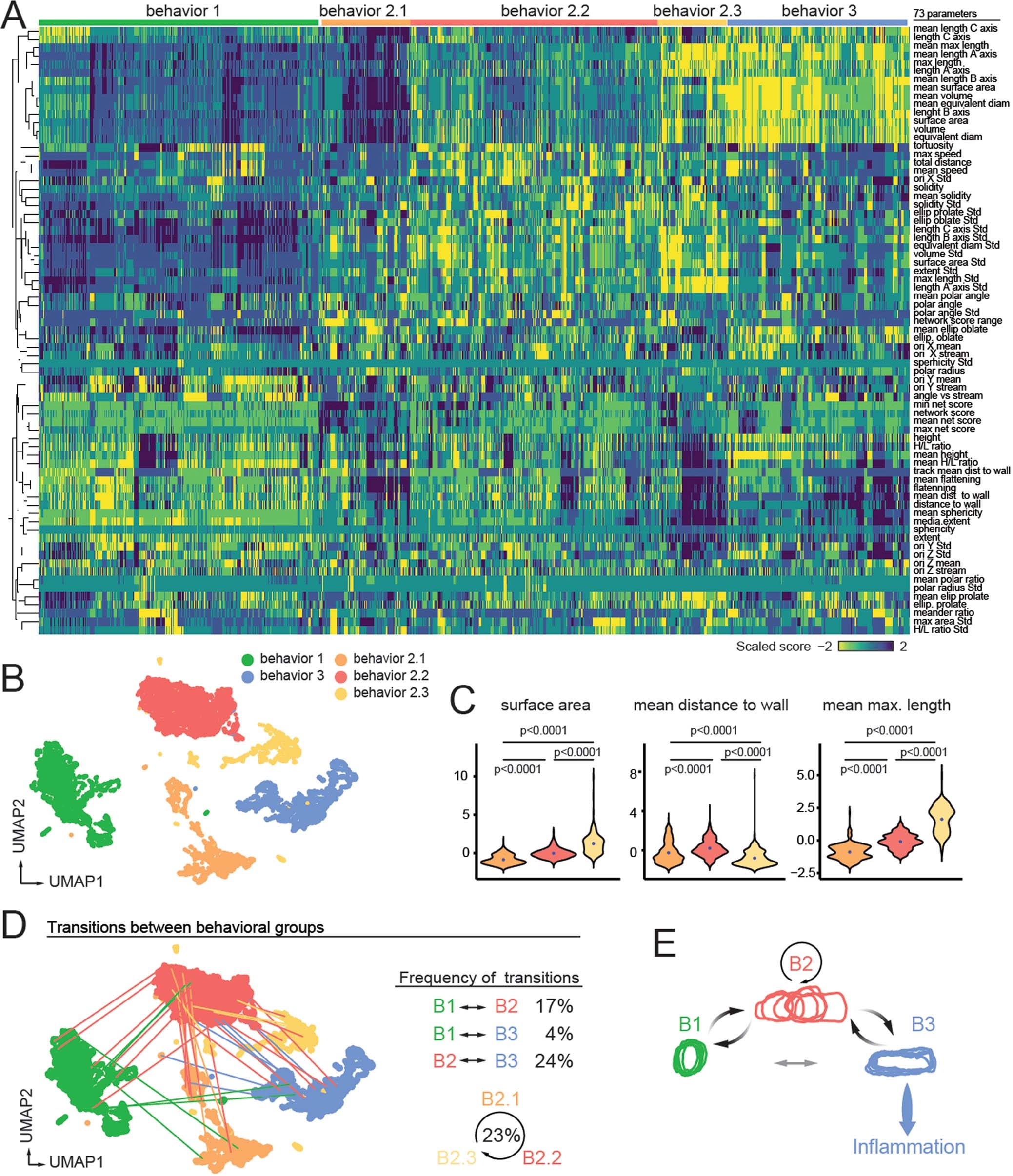 Extended Data Fig. 6: Transitional states of neutrophils in vessels.