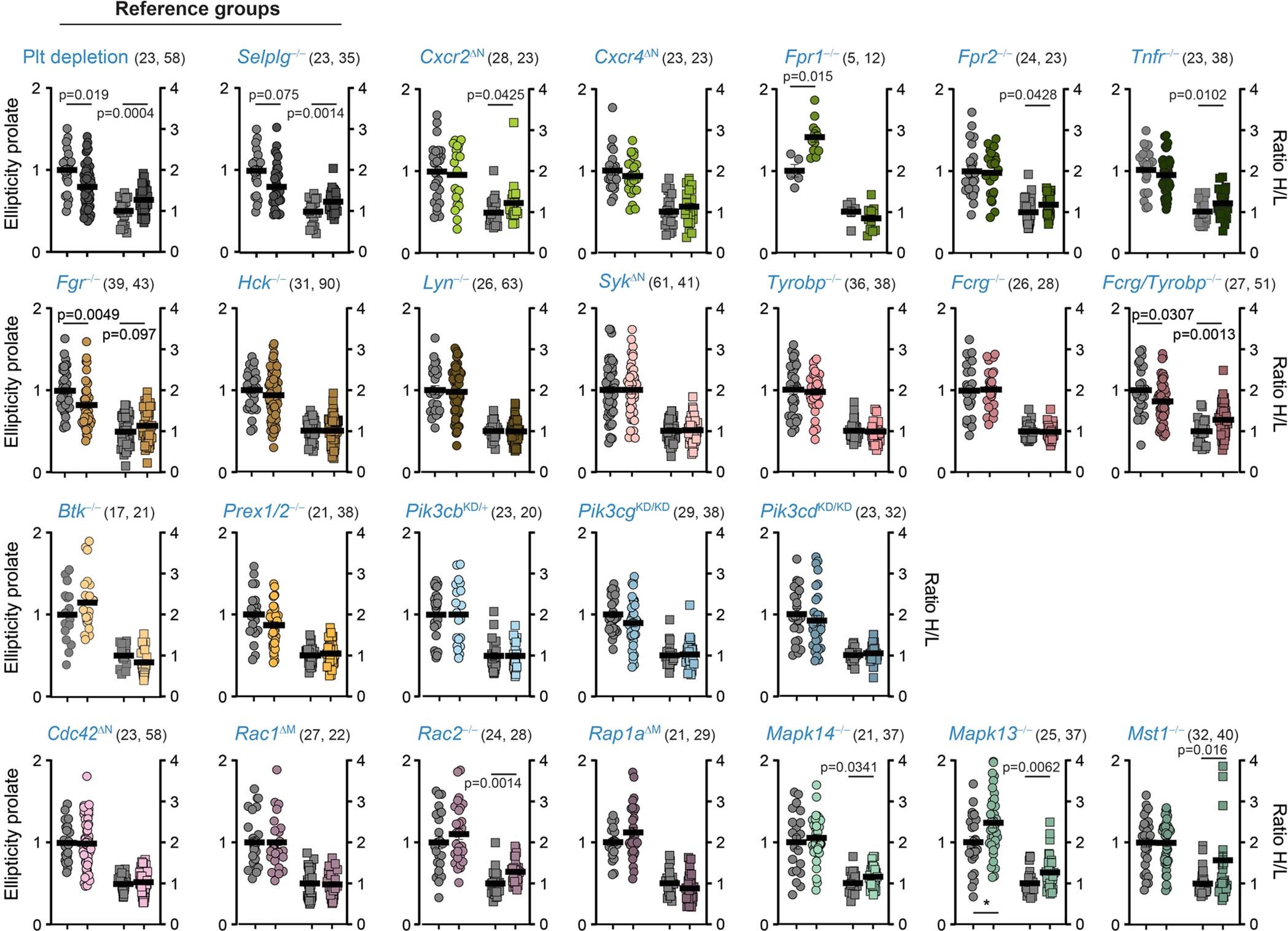 Extended Data Fig. 8: Morphometric parameters in the behavioral screening.