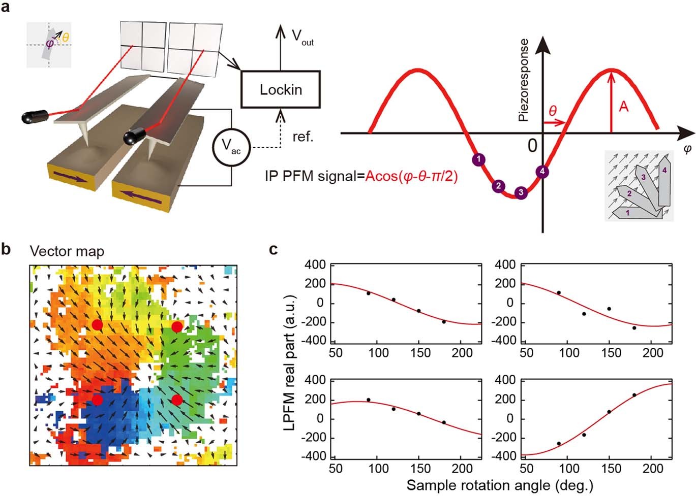 Extended Data Fig. 3: Direct visualization of topological polar textures by vector piezoelectric force microscope (PFM).