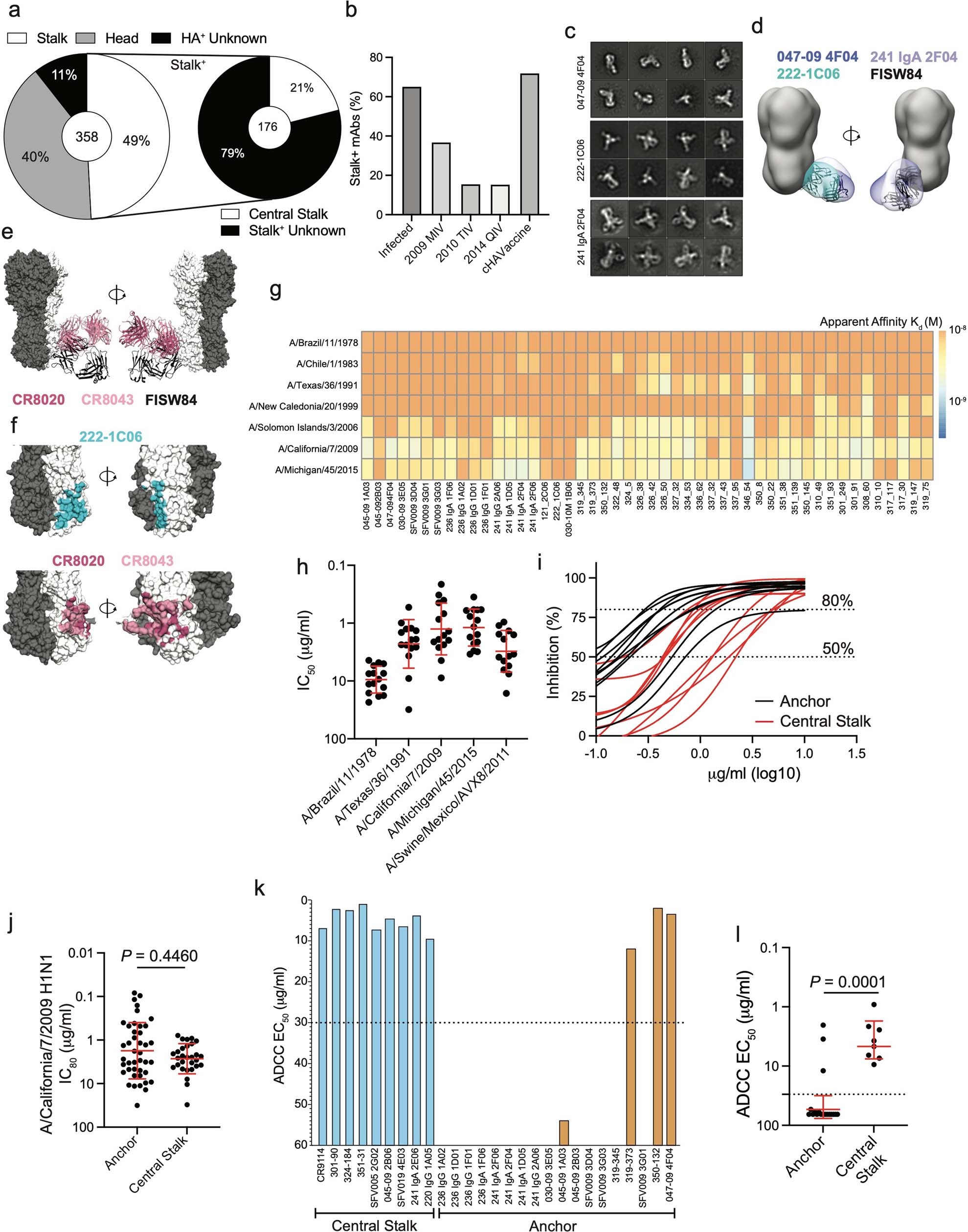 Extended Data Fig. 1: Binding and neutralization features of anchor epitope-binding mAbs. Related to Fig. 1.