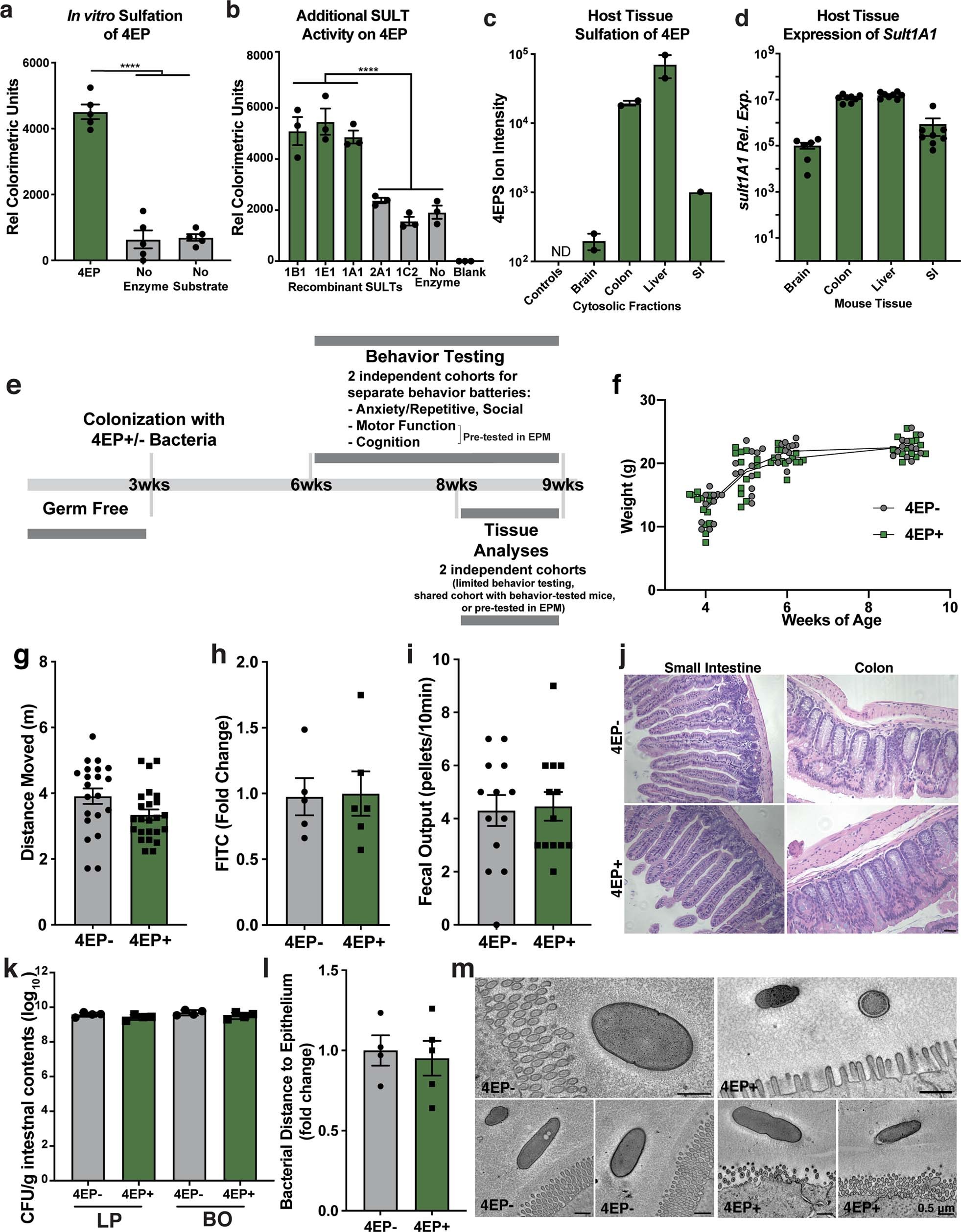 Extended Data Fig. 2: 4EP sulfation, experimental timeline, normal weight gain, colonization and intestinal barrier of 4EP+ mice.