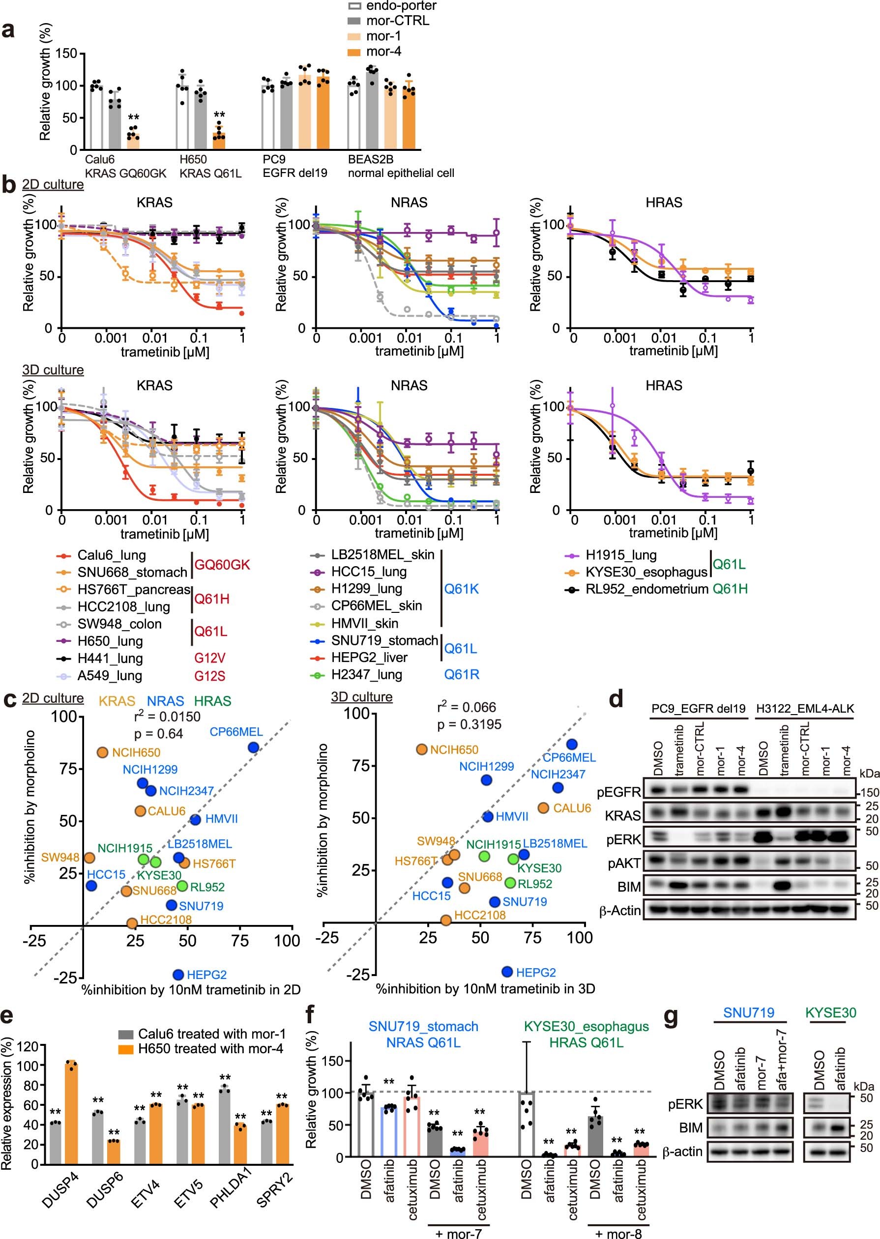 Extended Data Fig. 6: In vitro sensitivity to MEK inhibitor and morpholino oligos in RAS mutant cells.