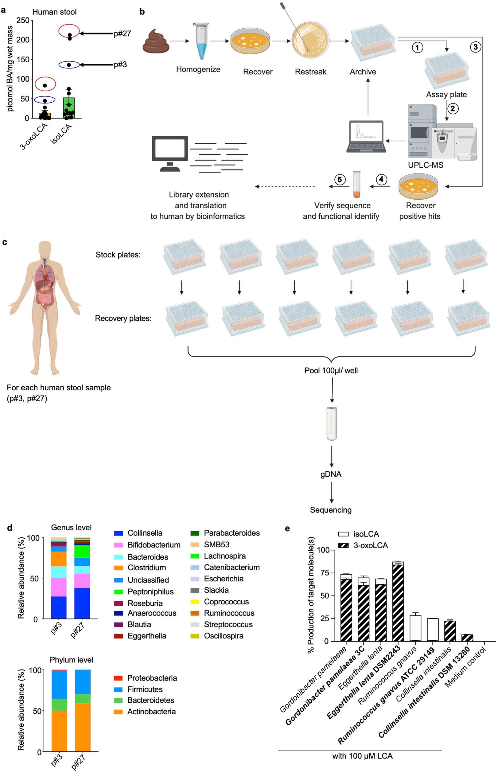 Extended Data Fig. 1: 3-oxoLCA biosynthetic pathway and microbial diversity from the human screen.