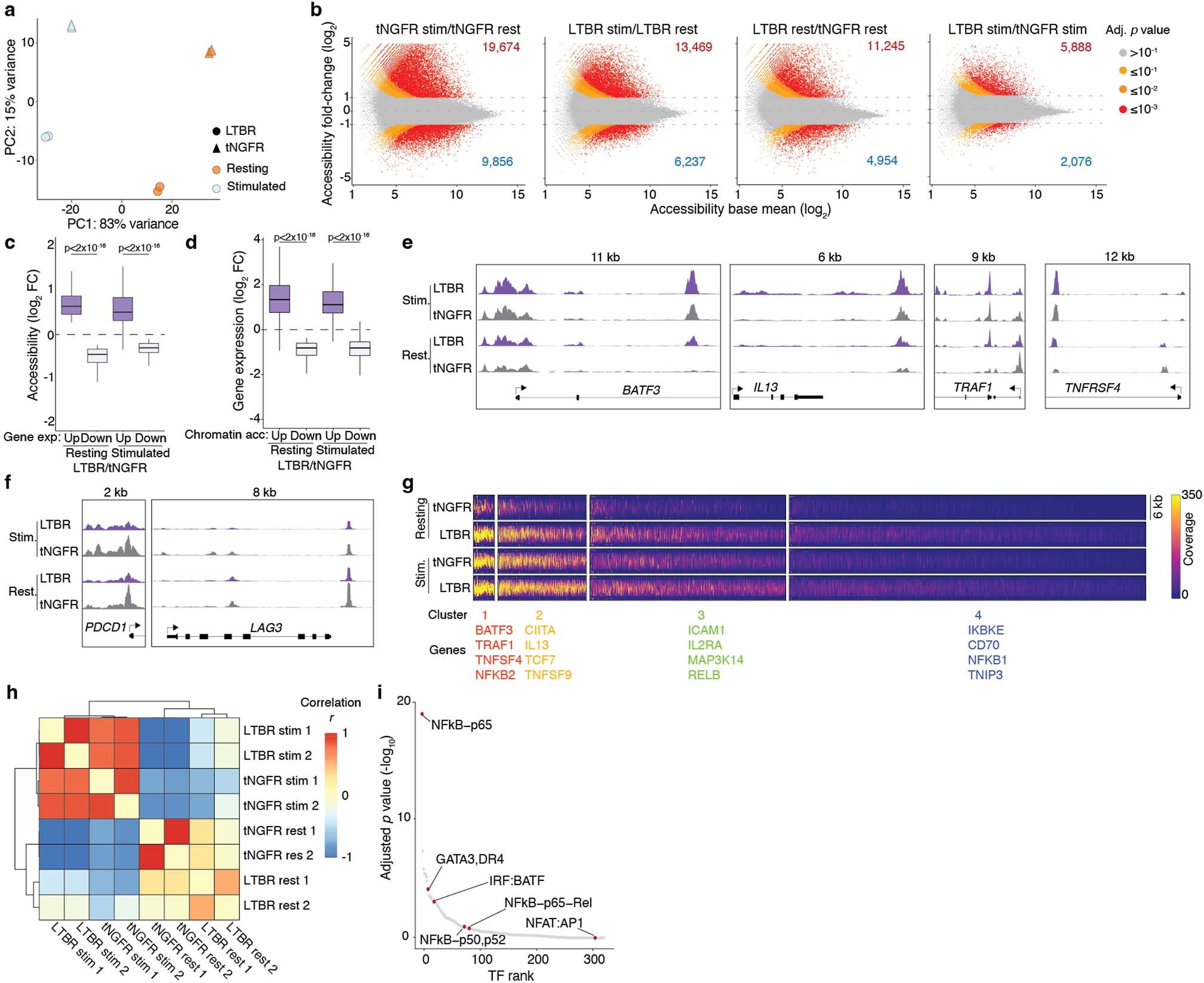 Extended Data Fig. 7: Chromatin accessibility in LTBR T cells.