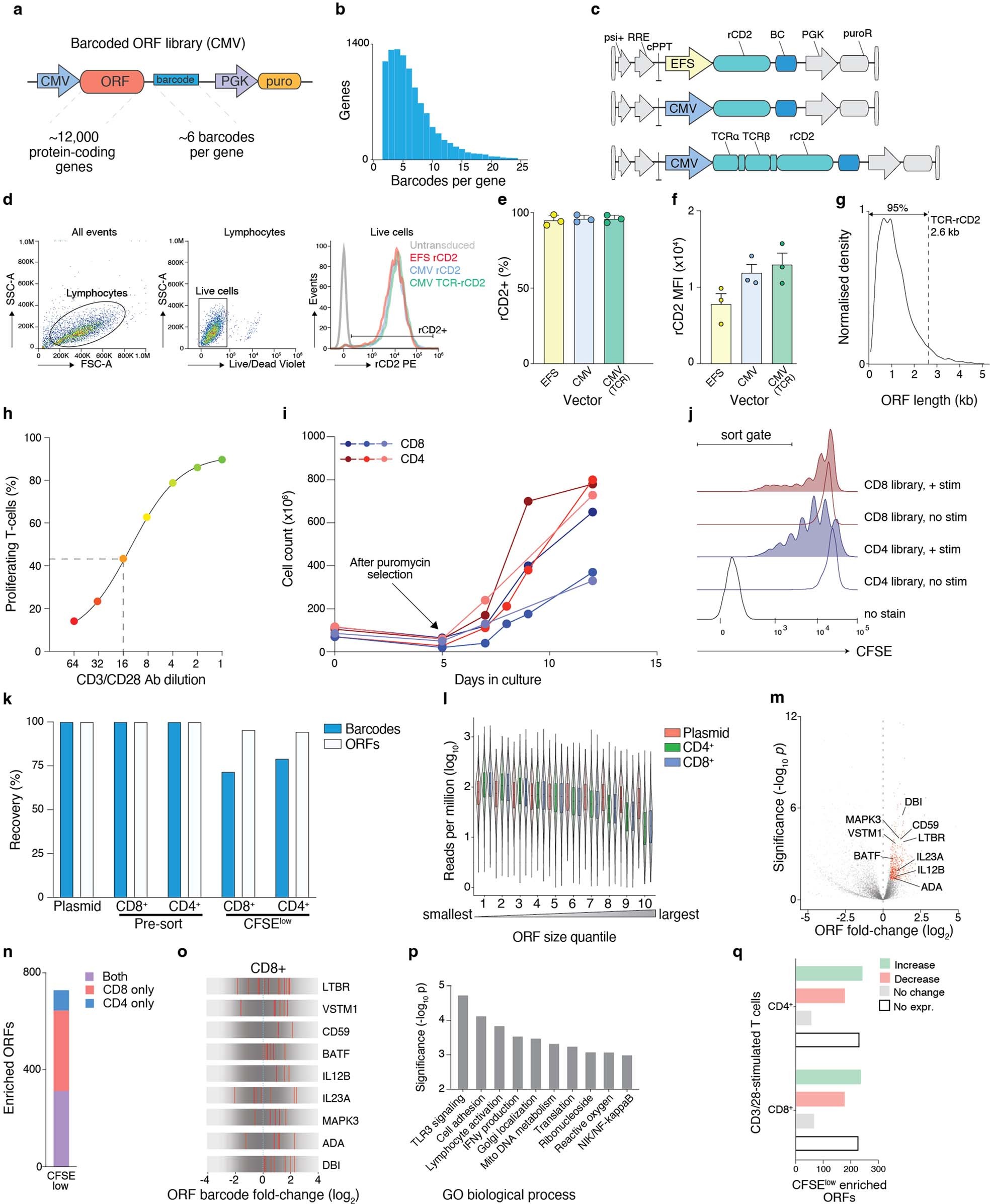 Extended Data Fig. 1: Design of the human ORF library screen in primary T cells.