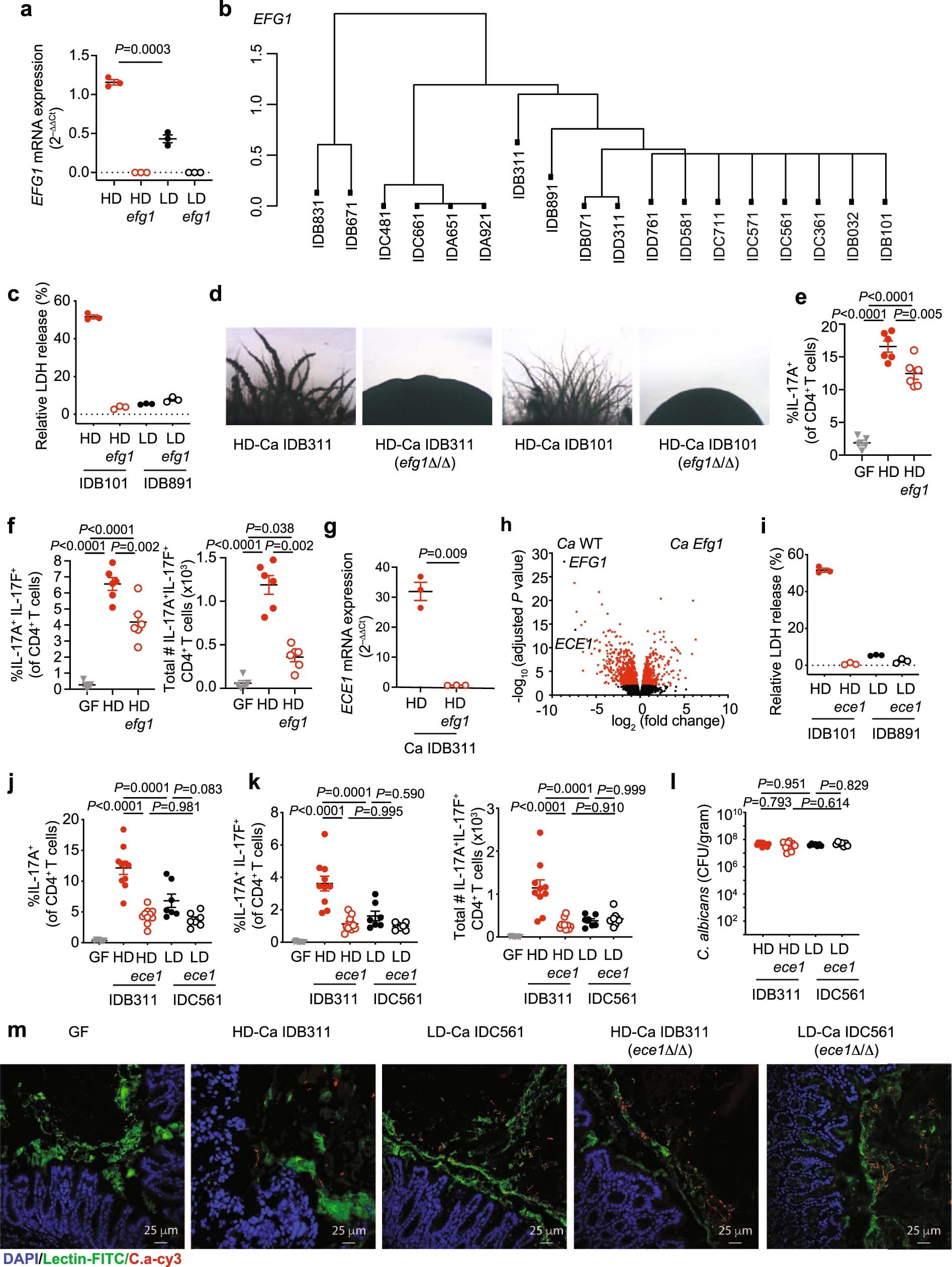 Extended Data Fig. 6: Efg1-dependent candidalysin is required for cell damage in high-damaging C. albicans strains from the human gut.