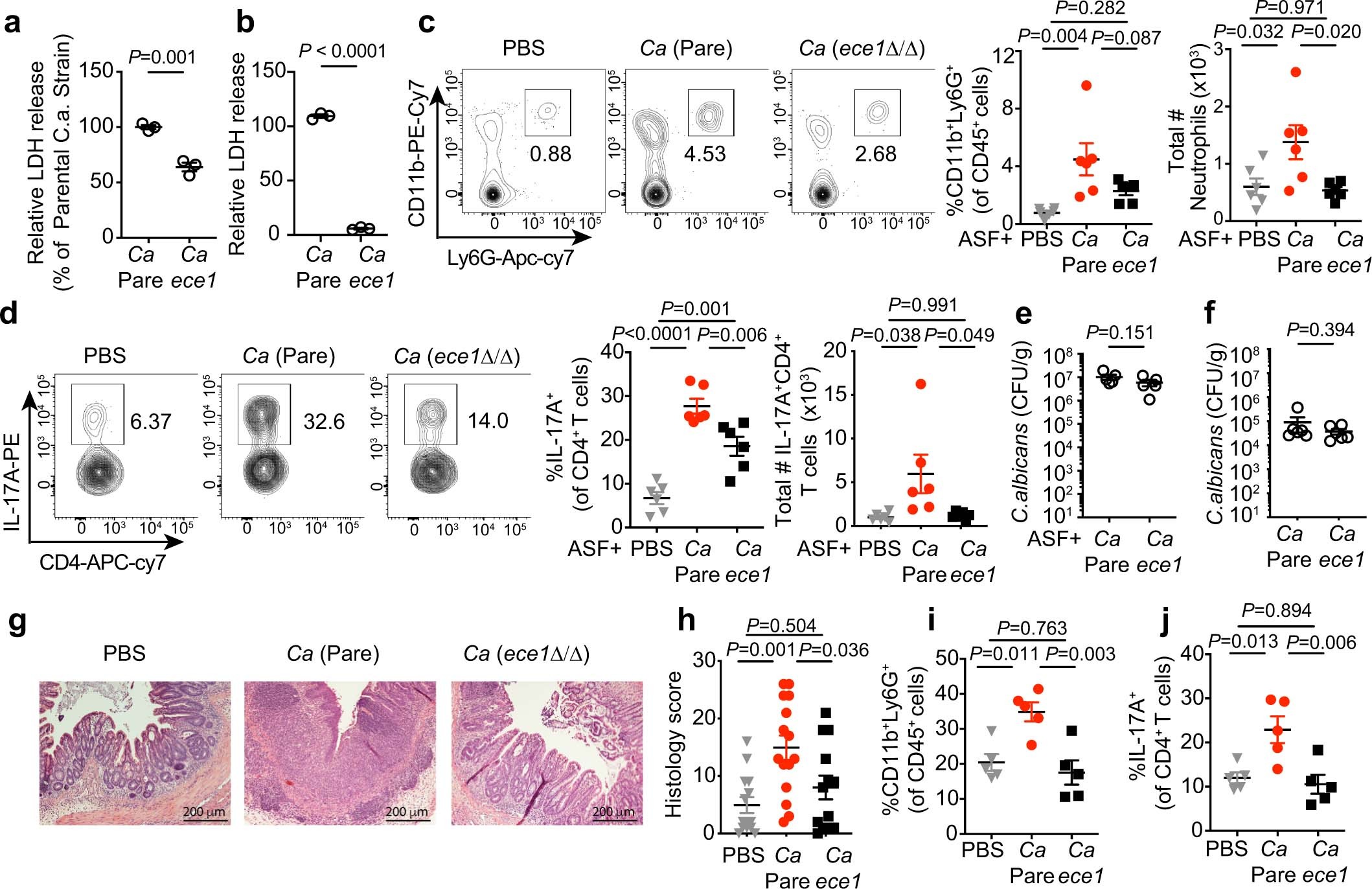 Extended Data Fig. 8: Gut C. albicans promotes intestinal pro-inflammatory immunity through candidalysin.