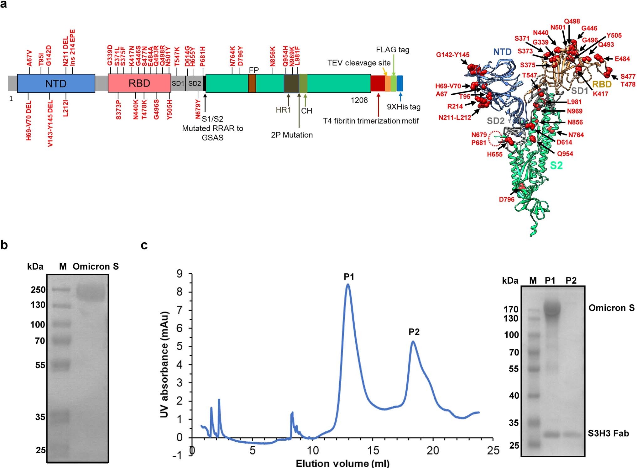 Extended Data Fig. 1: Purification of Omicron variant S and S-S3H3 Fab complex.