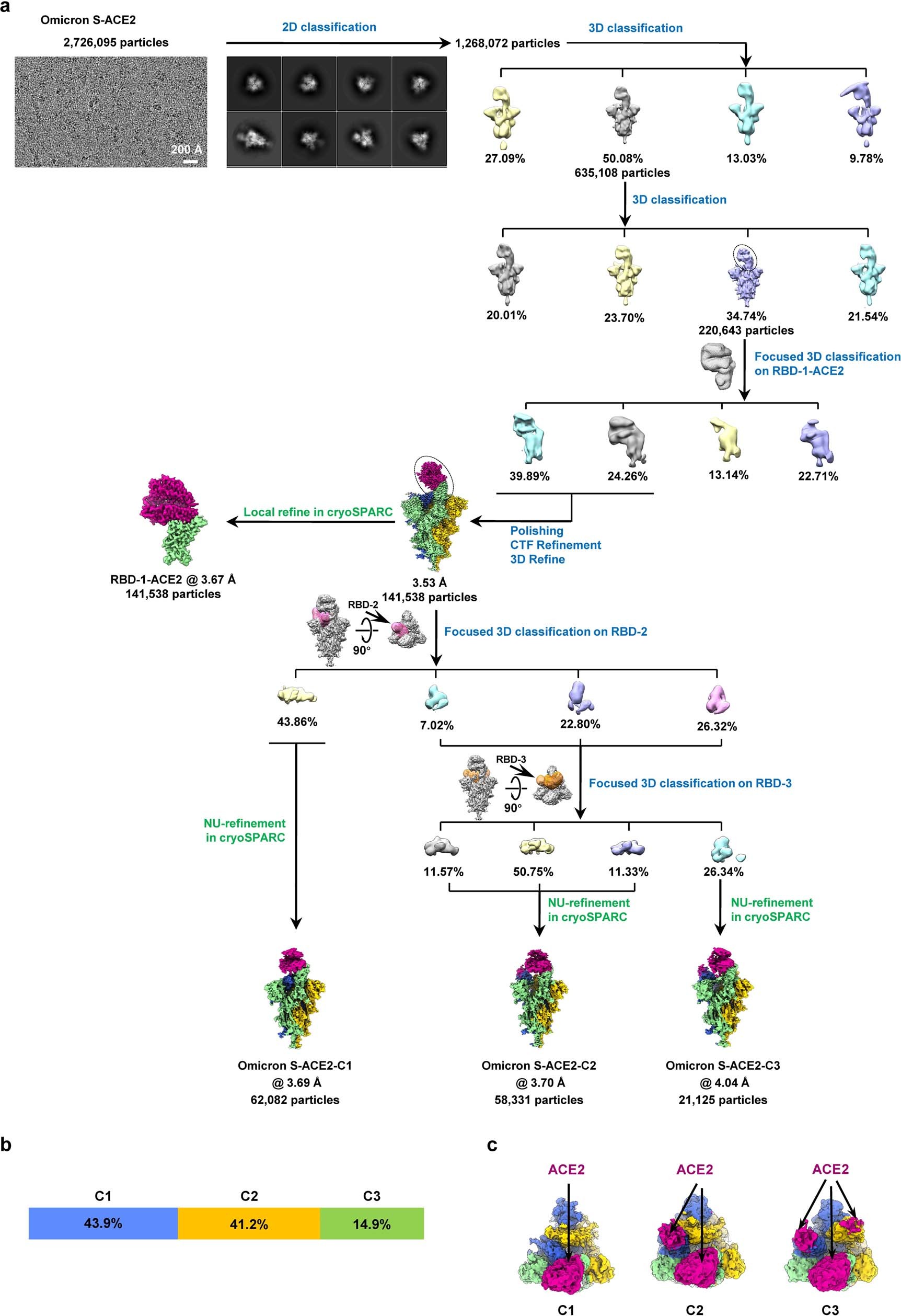 Extended Data Fig. 3: Cryo-EM data processing procedure for the Omicron S-ACE2 complex.