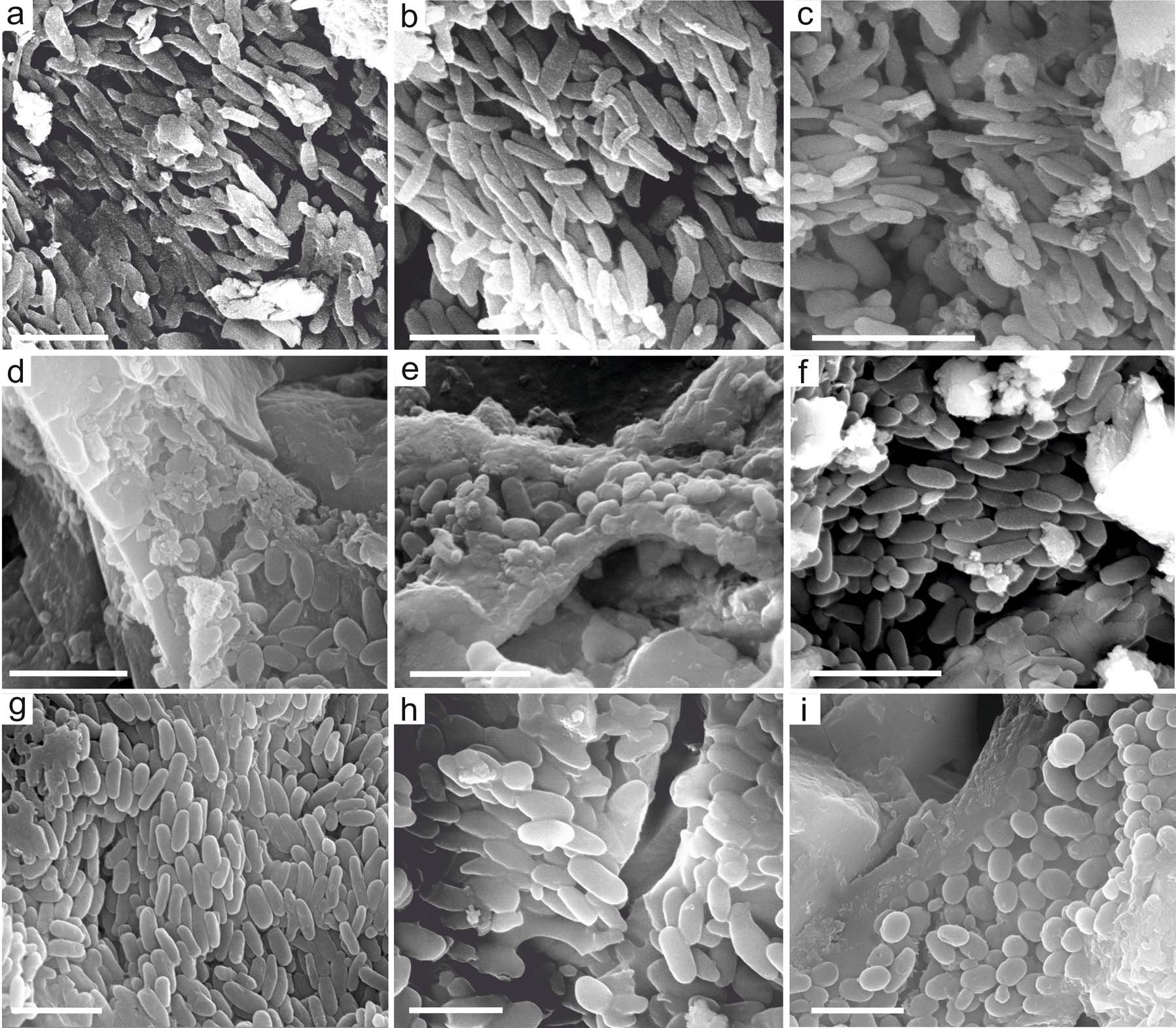 Extended Data Fig. 8: Scanning electron micrographs of melanosomes in the soft tissues of MCT.R.1884.
