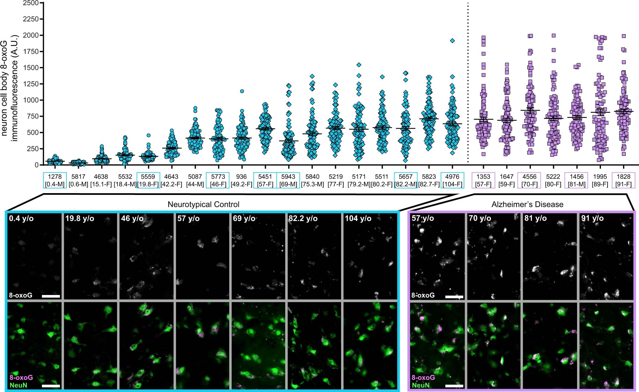 Extended Data Fig. 7: Immunofluorescent detection of nucleotide oxidation in neurons.