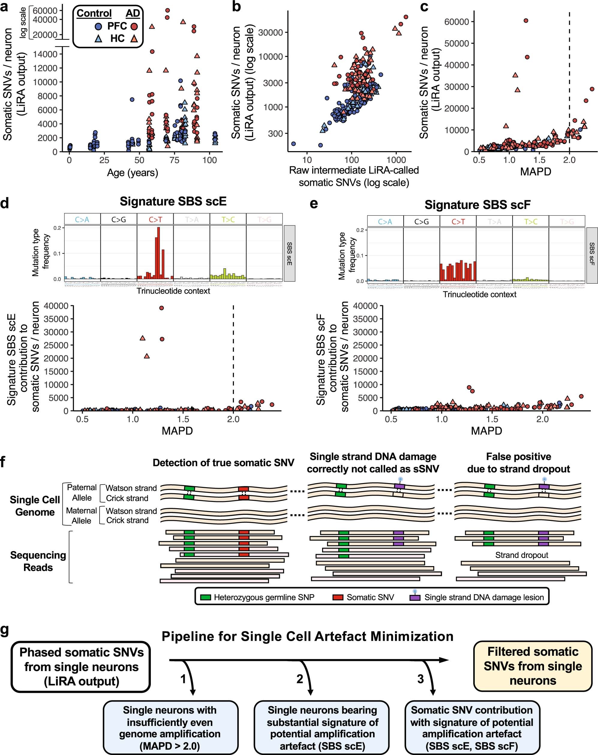 Extended Data Fig. 1: Filtering of LiRA-called sSNVs to minimize single-cell artefacts from MDA amplification.