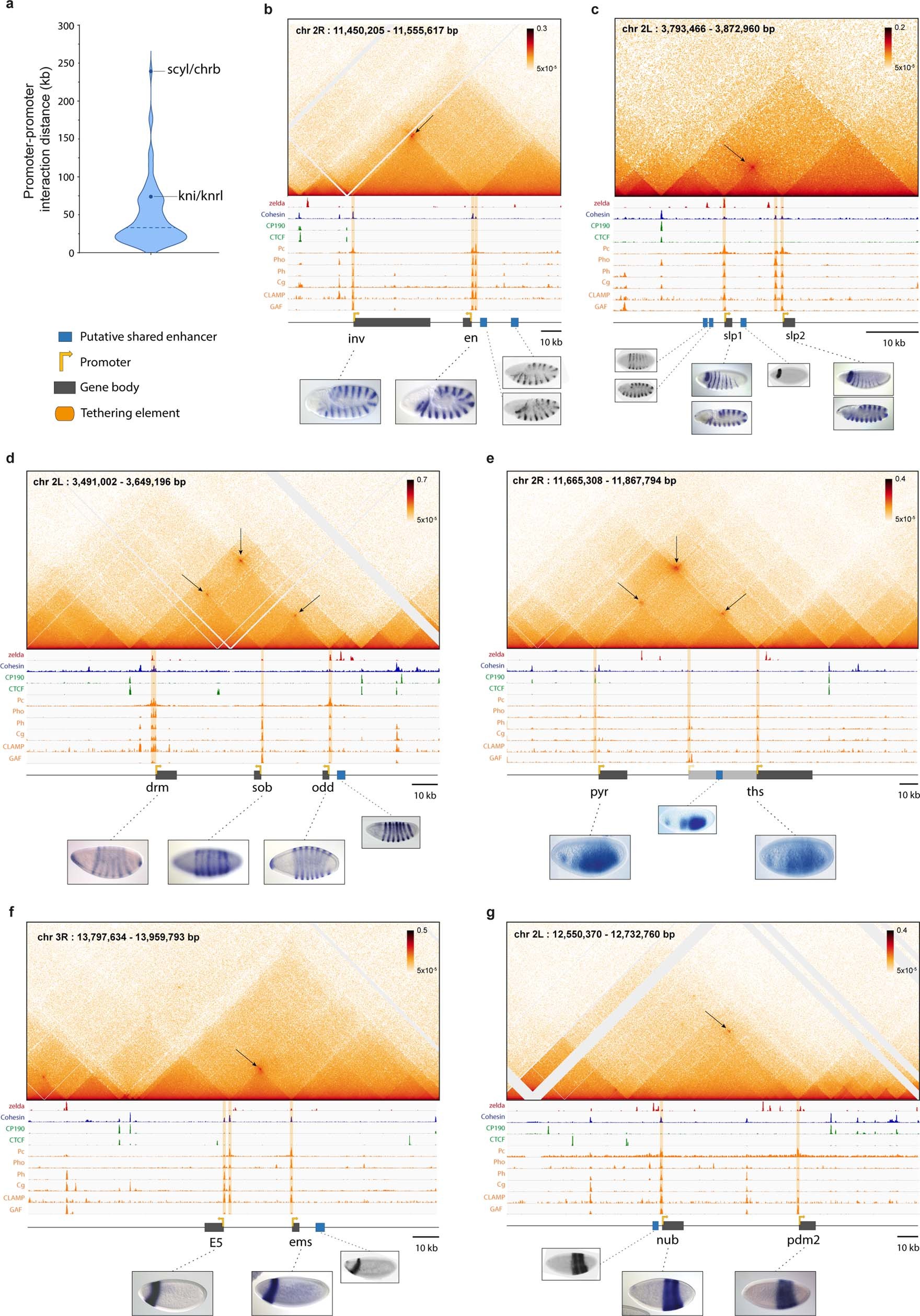Extended Data Fig. 1: Long range promoter-promoter connectivity is a pervasive feature of the Drosophila genome.