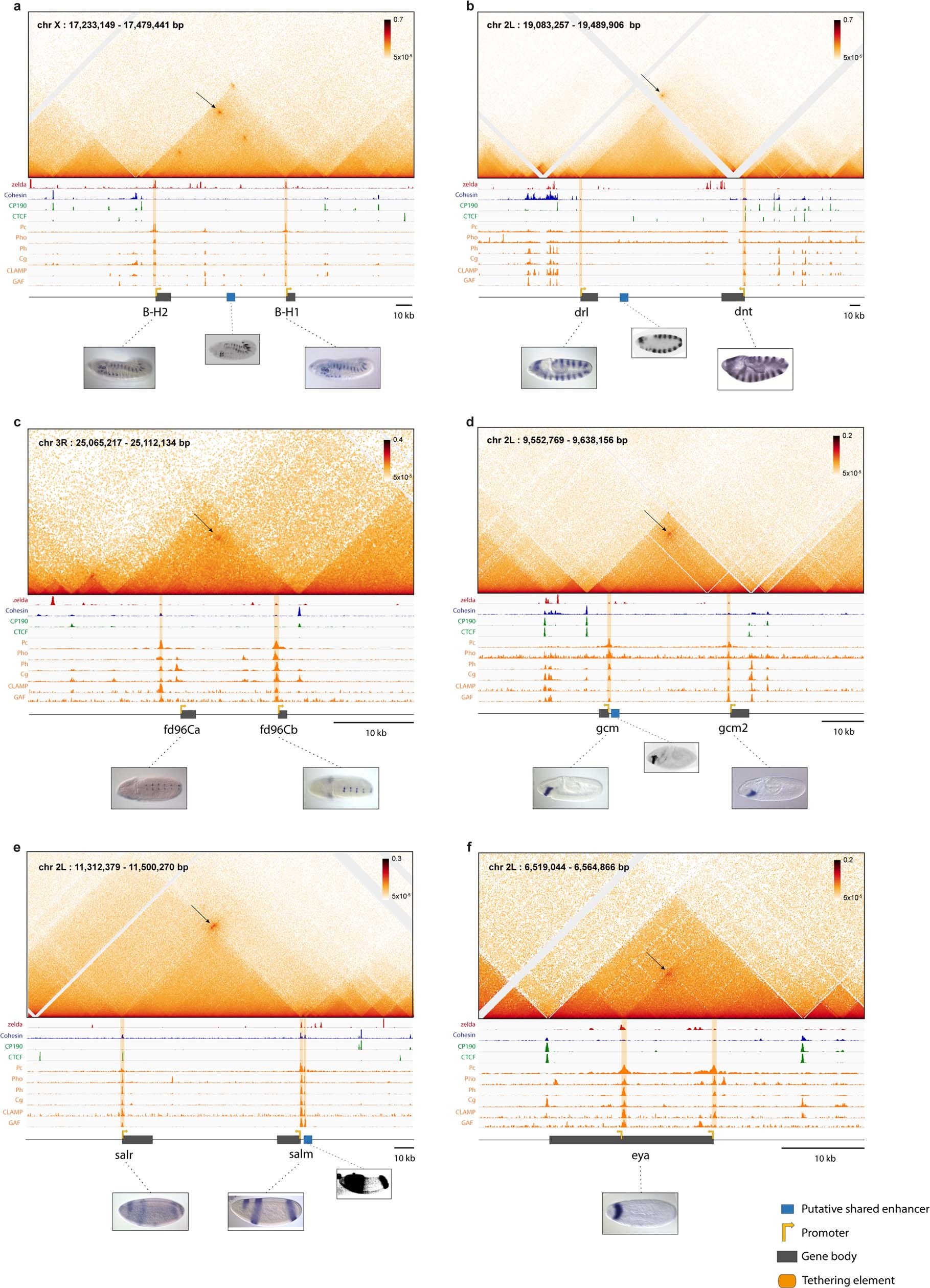 Extended Data Fig. 3: Long range promoter-promoter connectivity is a pervasive feature of the Drosophila genome (cont’d).