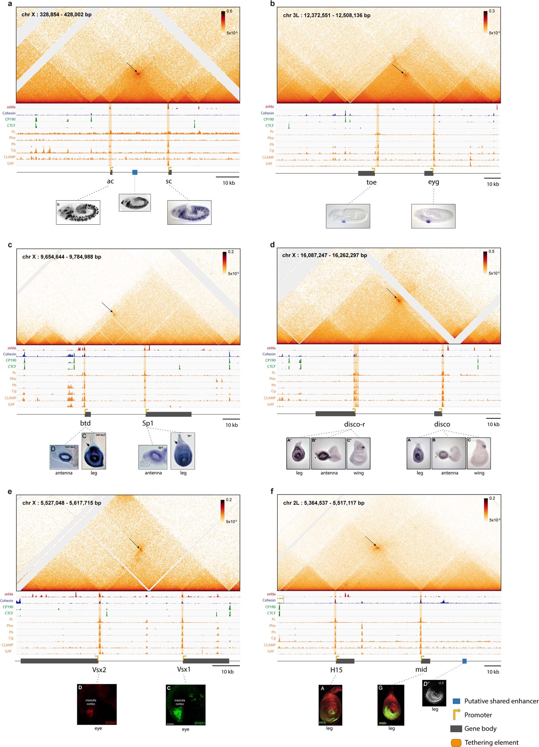 Extended Data Fig. 4: Long range promoter-promoter connectivity is a pervasive feature of the Drosophila genome (cont’d).