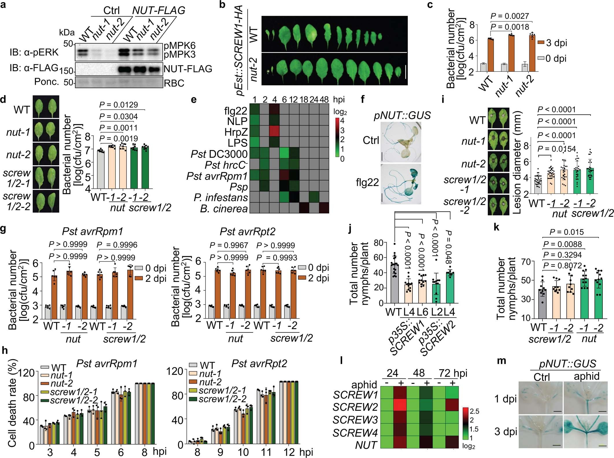 Extended Data Fig. 6: NUT is required for SCREW-triggered responses and resistance to B. cinerea and green peach aphids.