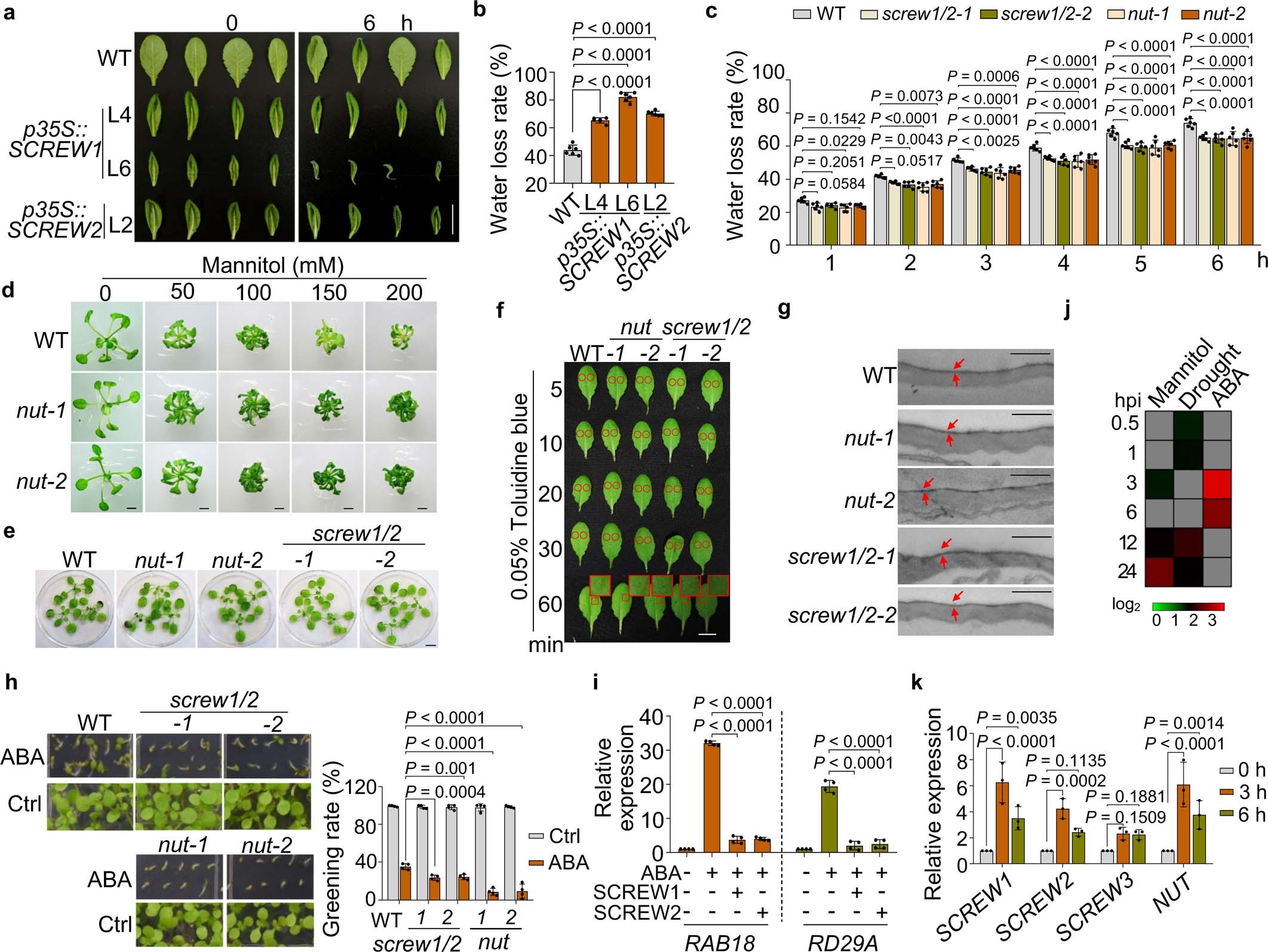 Extended Data Fig. 9: SCREW–NUT regulates leaf water loss and ABA responses.