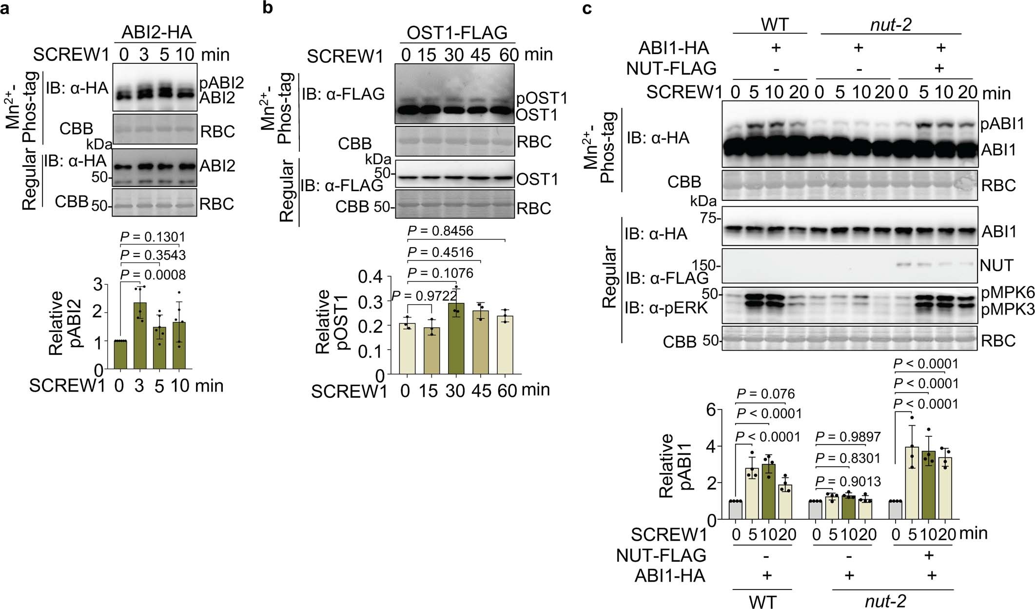 Extended Data Fig. 10: SCREW1 induces NUT-dependent ABI phosphorylation.