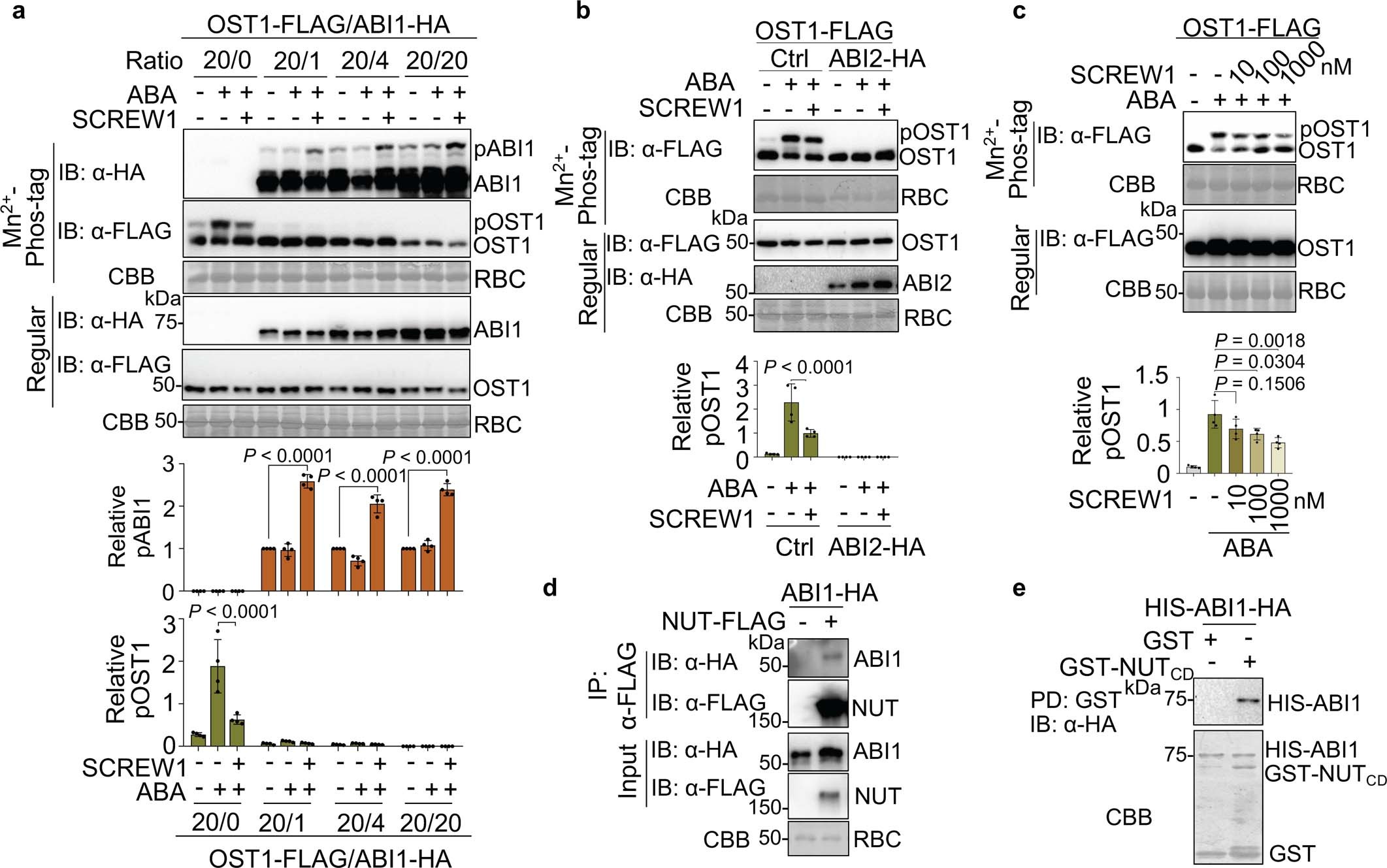 Extended Data Fig. 11: SCREW1 and ABI suppress ABA-induced OST1 phosphorylation.
