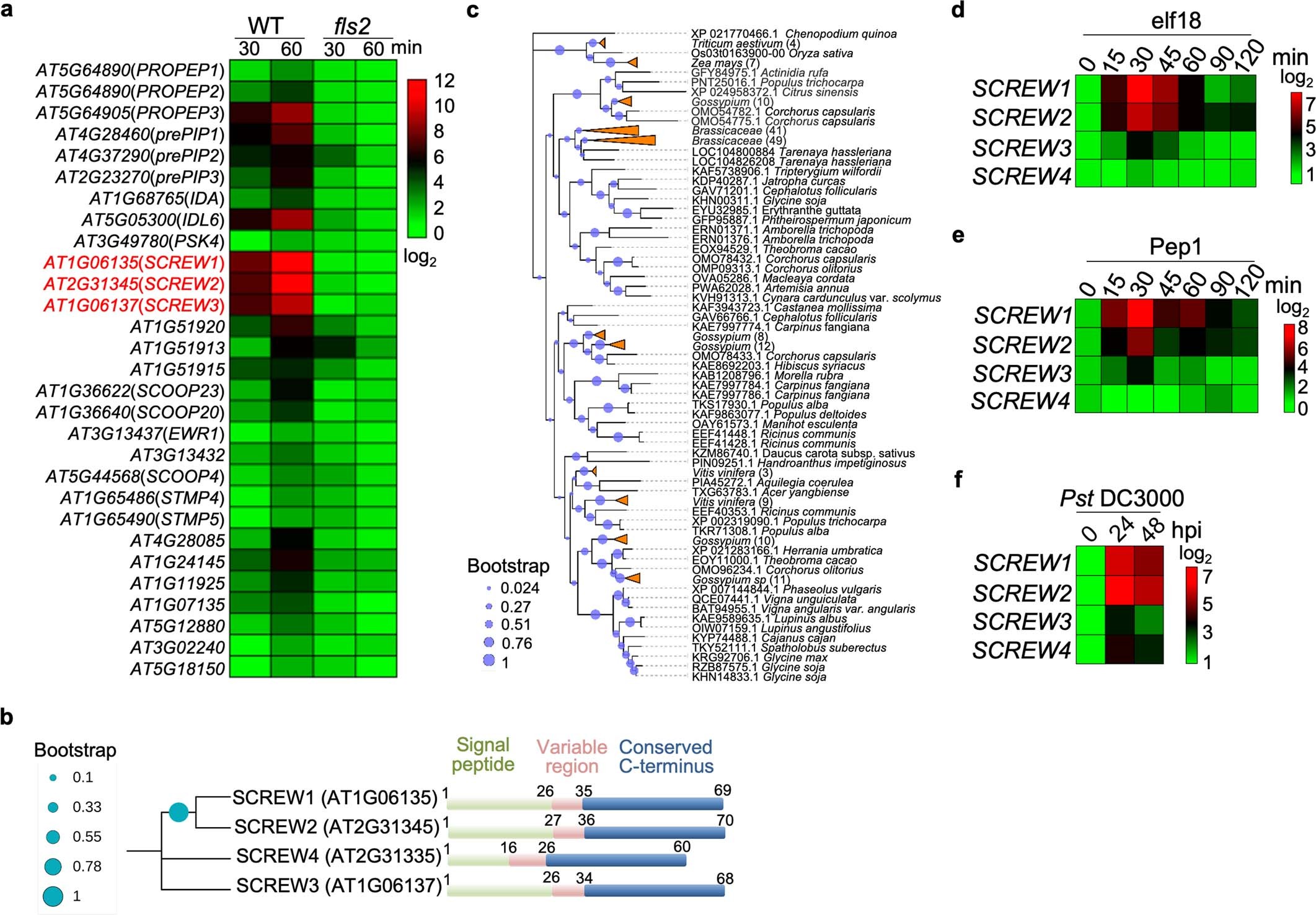 Extended Data Fig. 1: Identification of SCREWs in Arabidopsis.