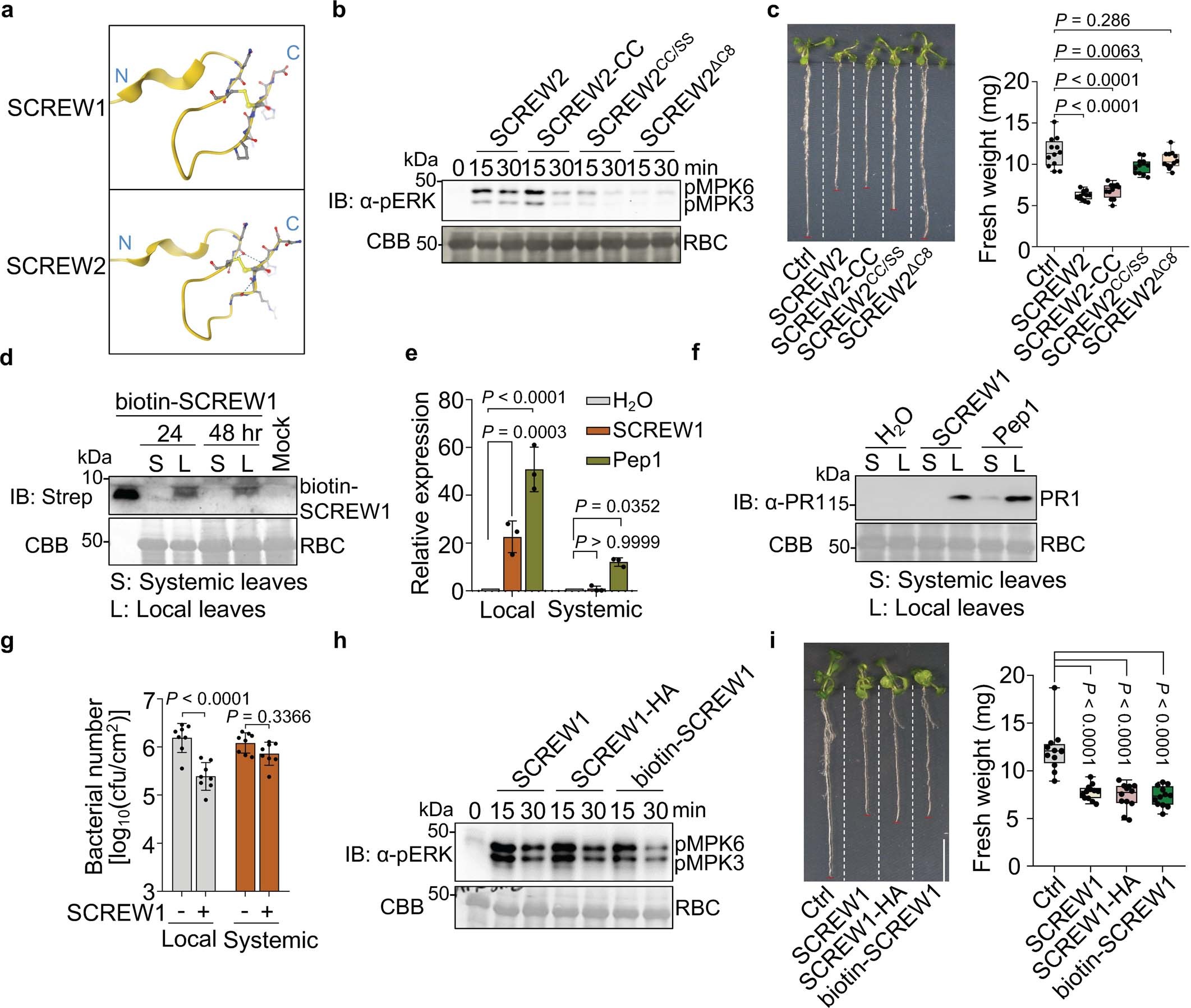 Extended Data Fig. 3: Two conserved cysteine residues are required for SCREW activities, and SCREW1 is not mobile.