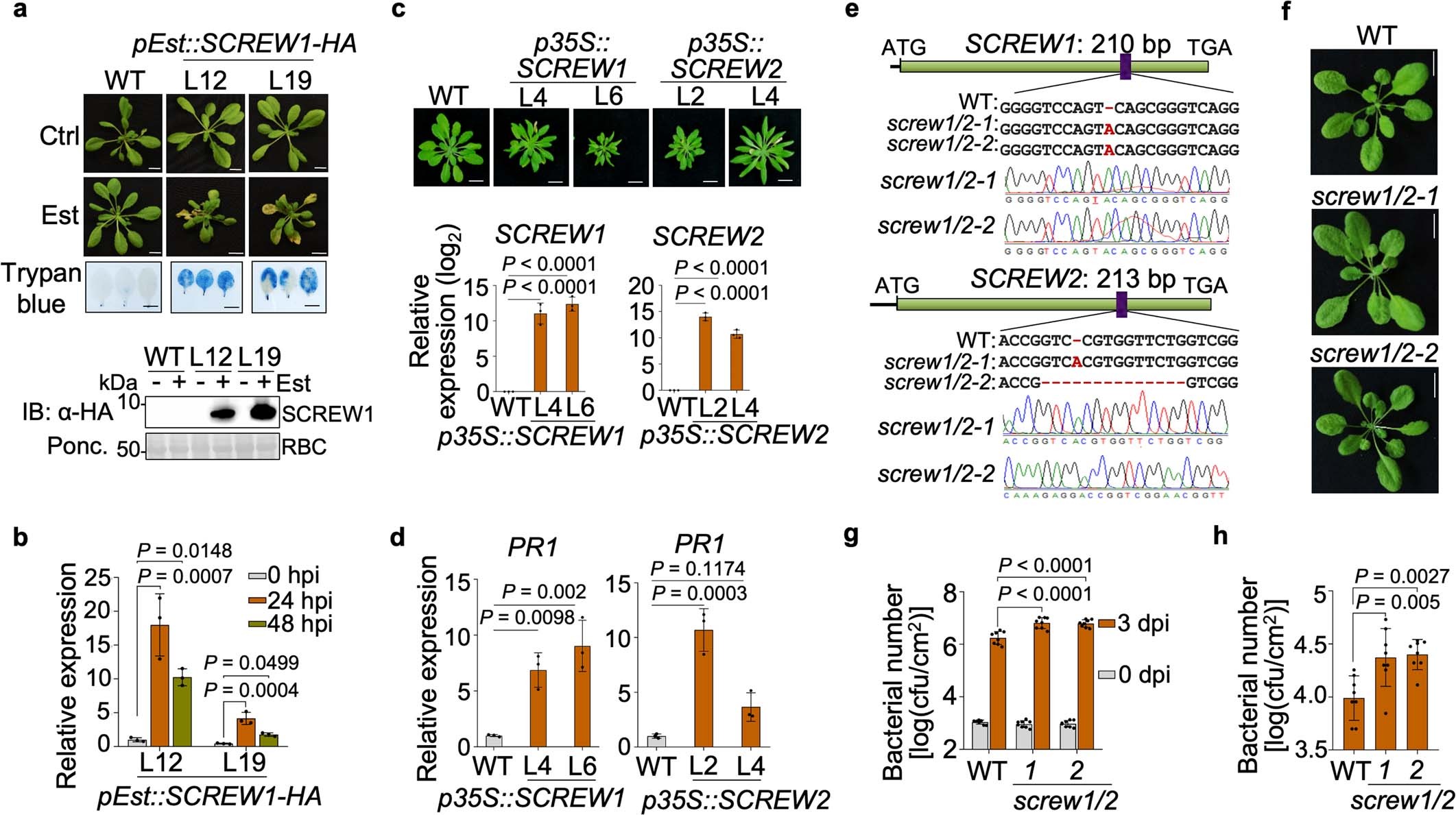 Extended Data Fig. 4: SCREW1 and SCREW2 are involved in plant immunity.