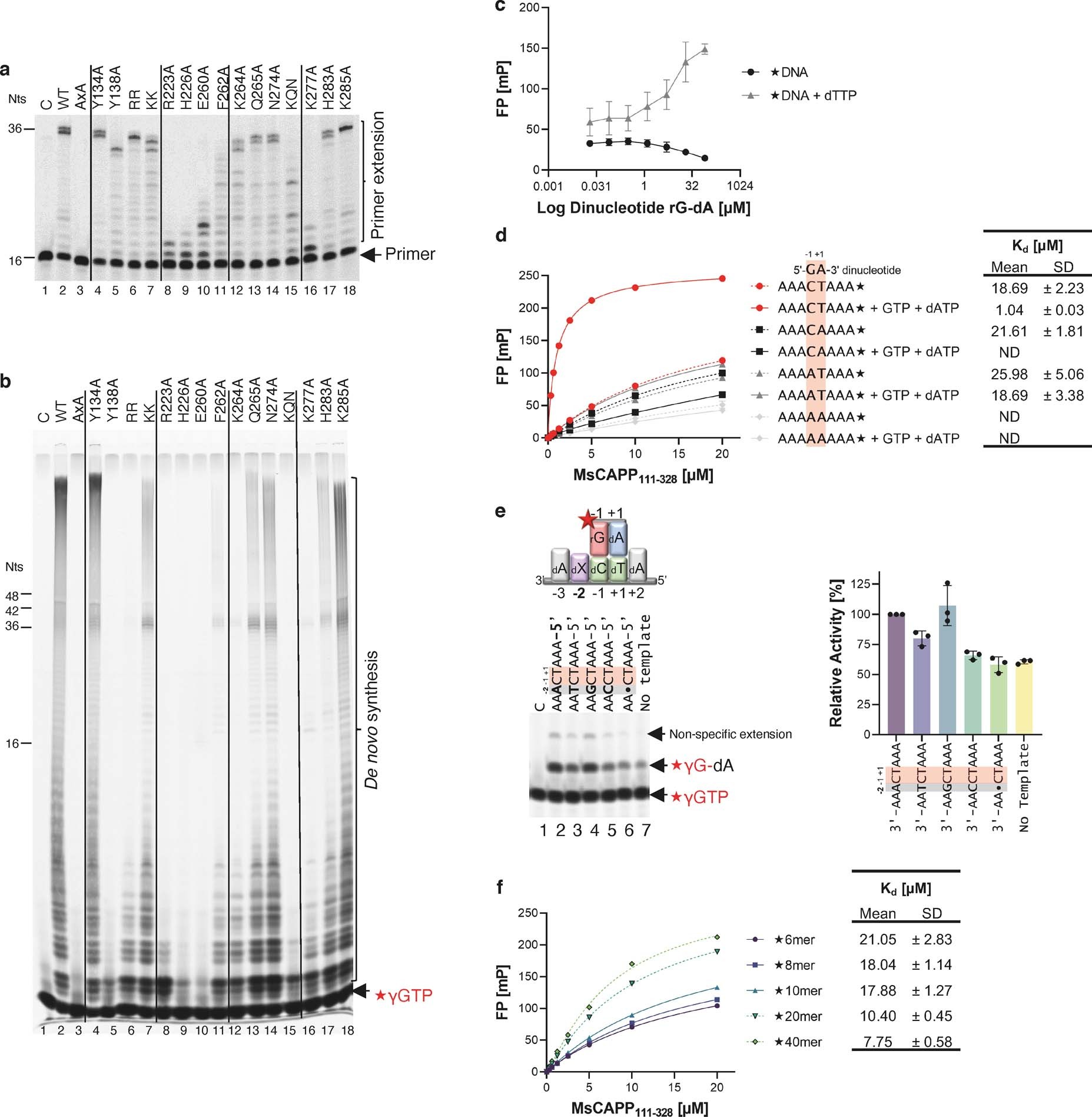 Extended Data Fig. 6: Structure-function and binding studies on the PP domain of MsCAPP.