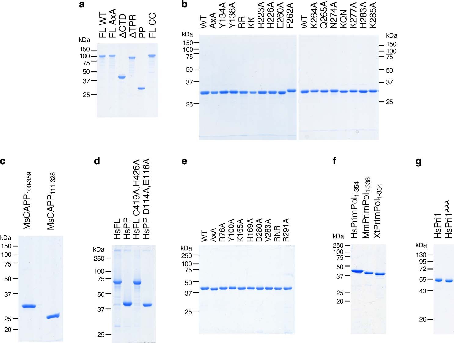 Extended Data Fig. 9: Qualitative gel-based analysis of purified proteins.