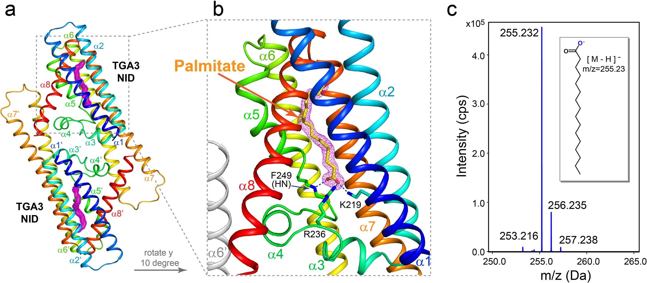 Extended Data Fig. 6: Crystallographic and mass spectrometry characterization of the TGA3 NID–palmitate complex.