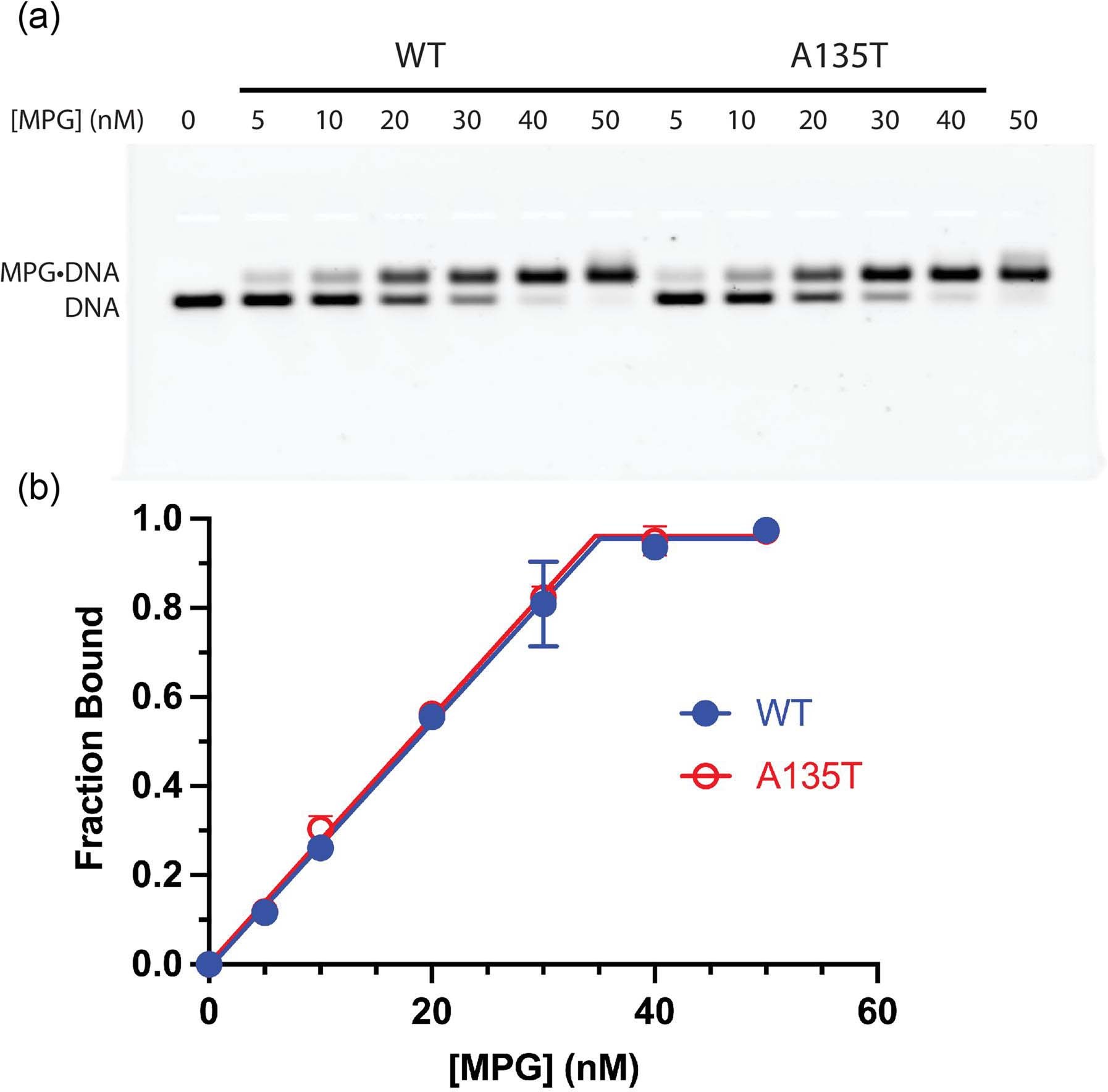 Extended Data Fig. 8: Determination of active concentration of MPG.