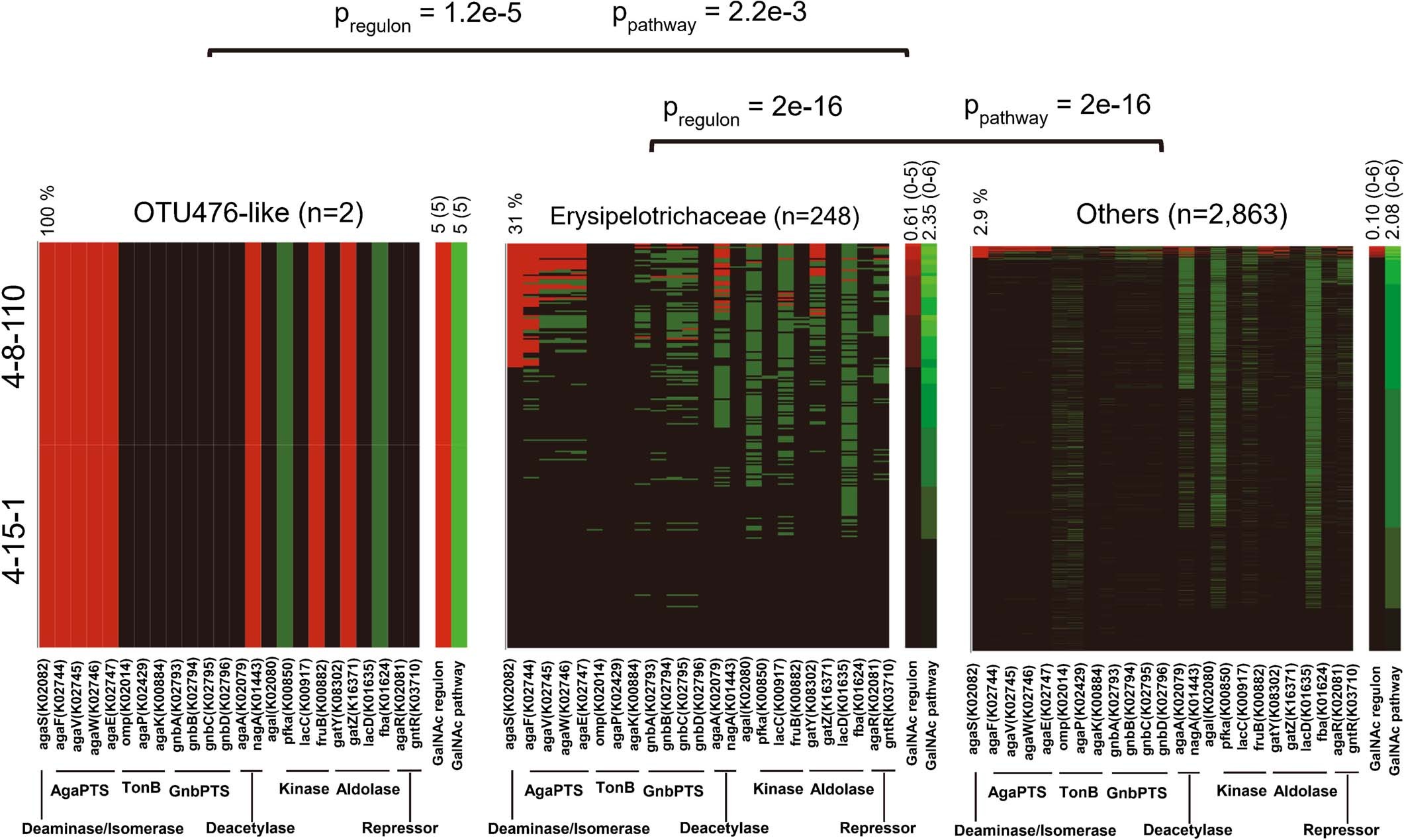 Extended Data Fig. 10: The chromosome 1 miQTL affects bacteria with a functional GalNAc import and catabolic pathway.