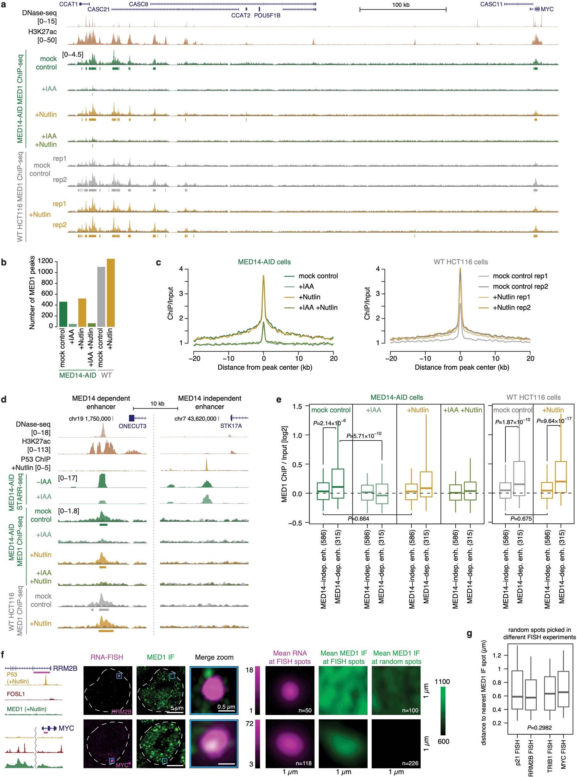 Extended Data Fig. 5: P53 target genes and enhancers are not bound by MED1.
