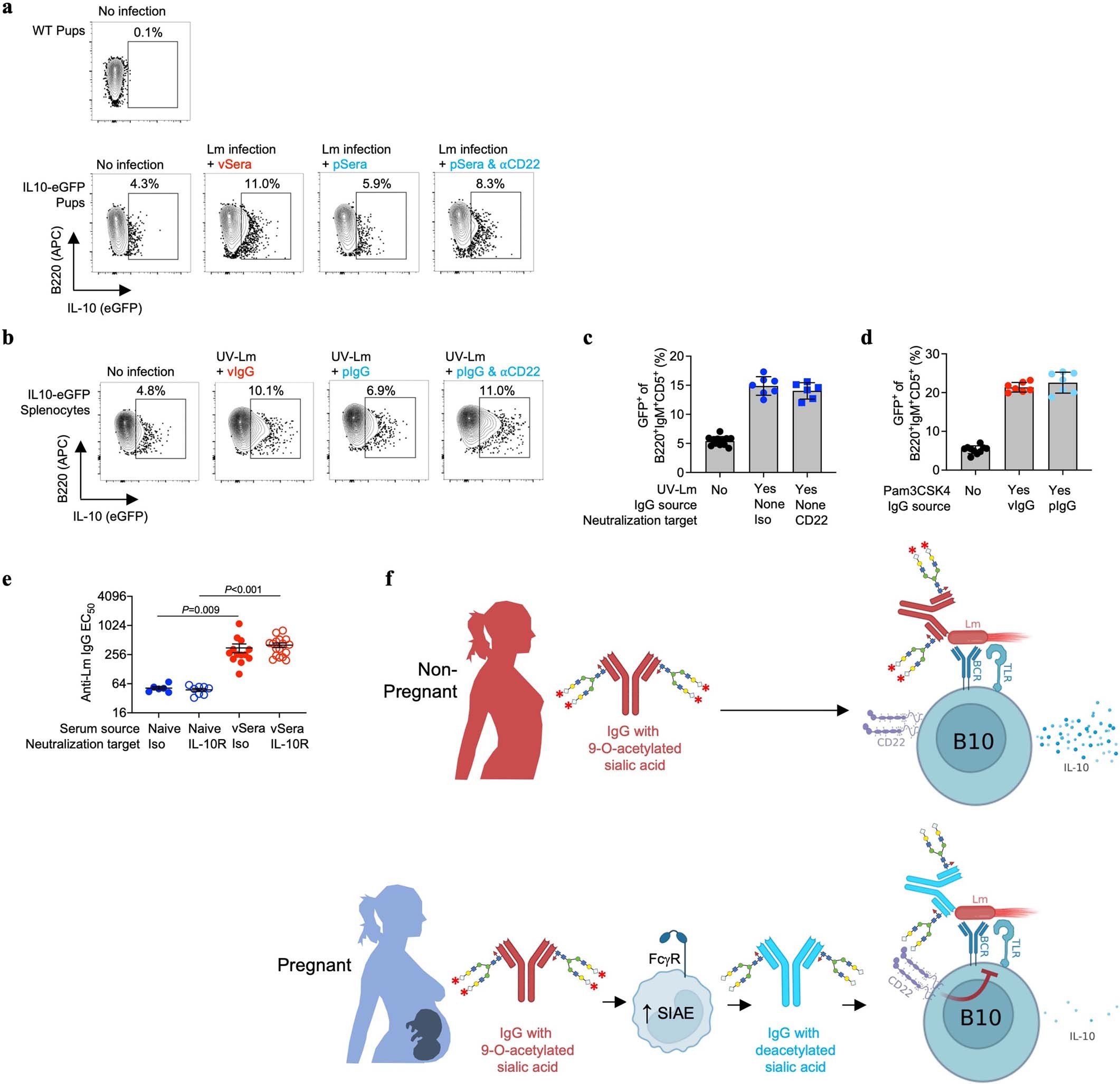 Extended Data Fig. 10: Deacetylated anti-Lm antibodies protect via CD22-mediated suppression of B cell IL-10 production.