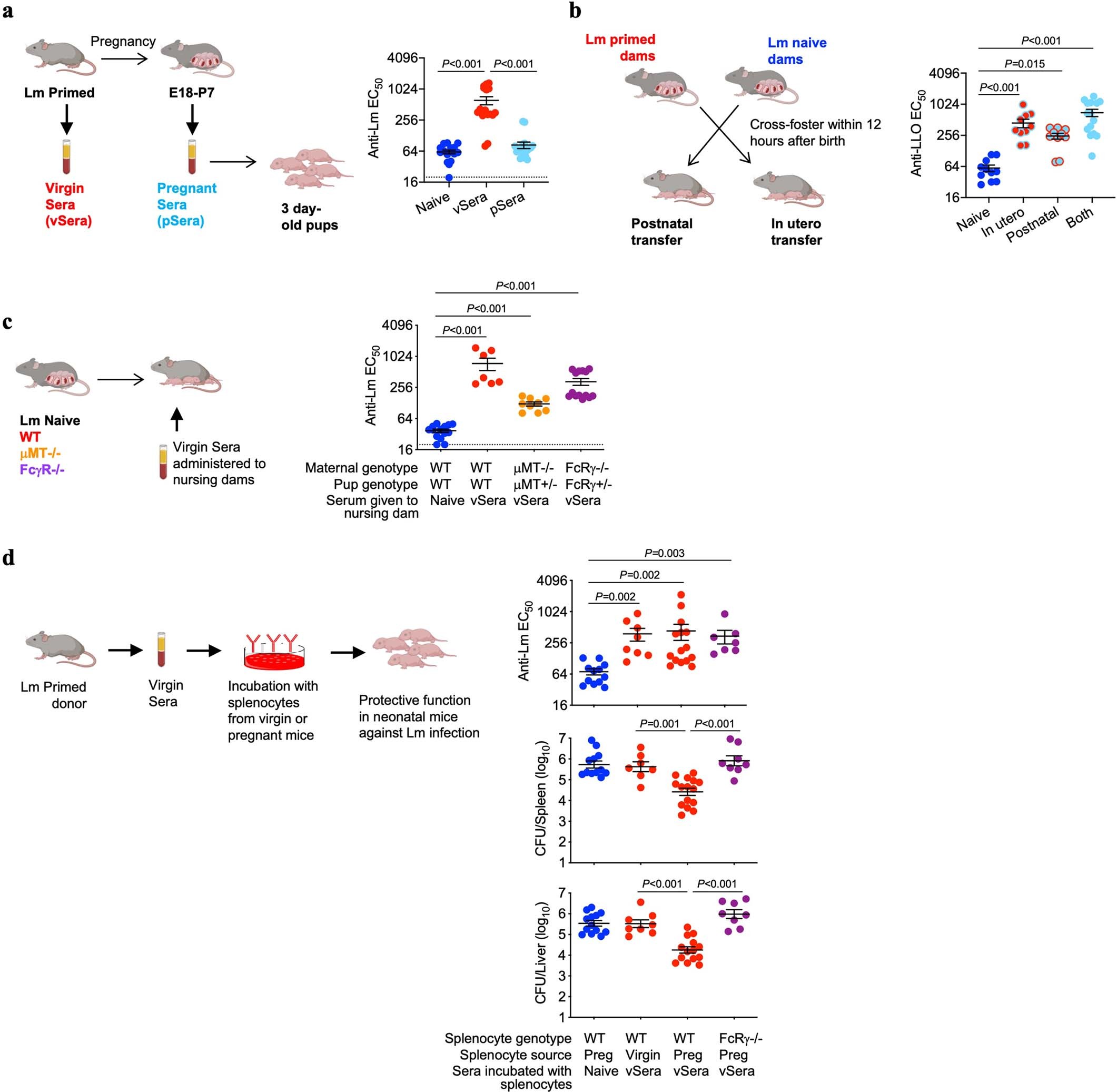 Extended Data Fig. 2: Anti-Lm antibodies acquire protective function during pregnancy through maternal FcγR-expressing cells.