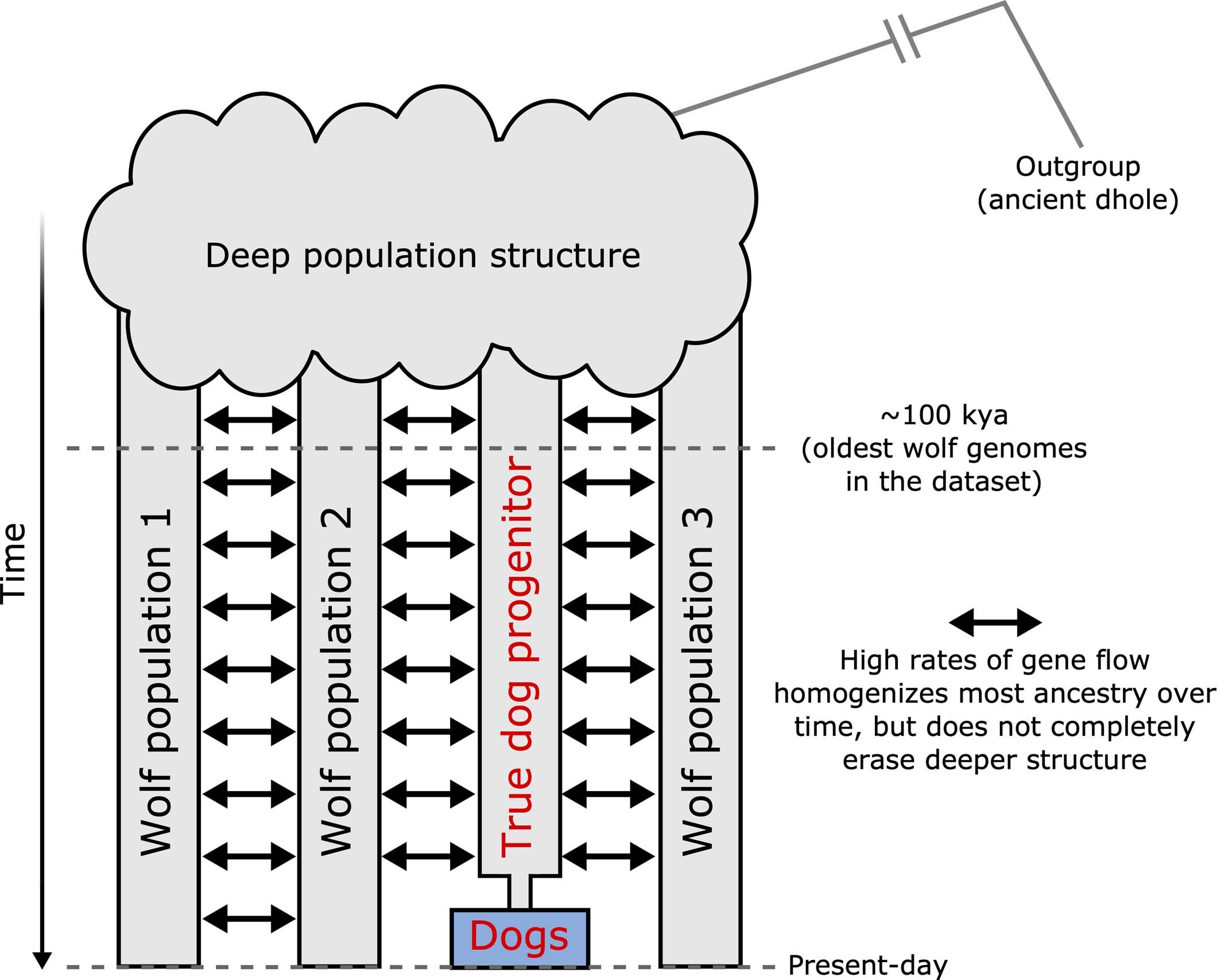Extended Data Fig. 4: A schematic model of how deep population structure could explain why dogs require ancestry from an outgroup population in qpAdm analyses.