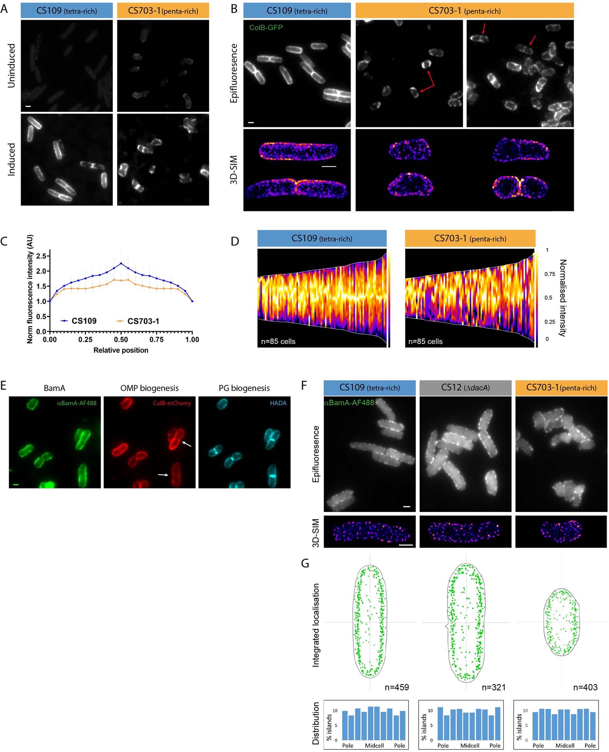 Extended Data Fig. 9: Increased levels of pentapeptide-rich PG diminishes midcell bias of OMP biogenesis.