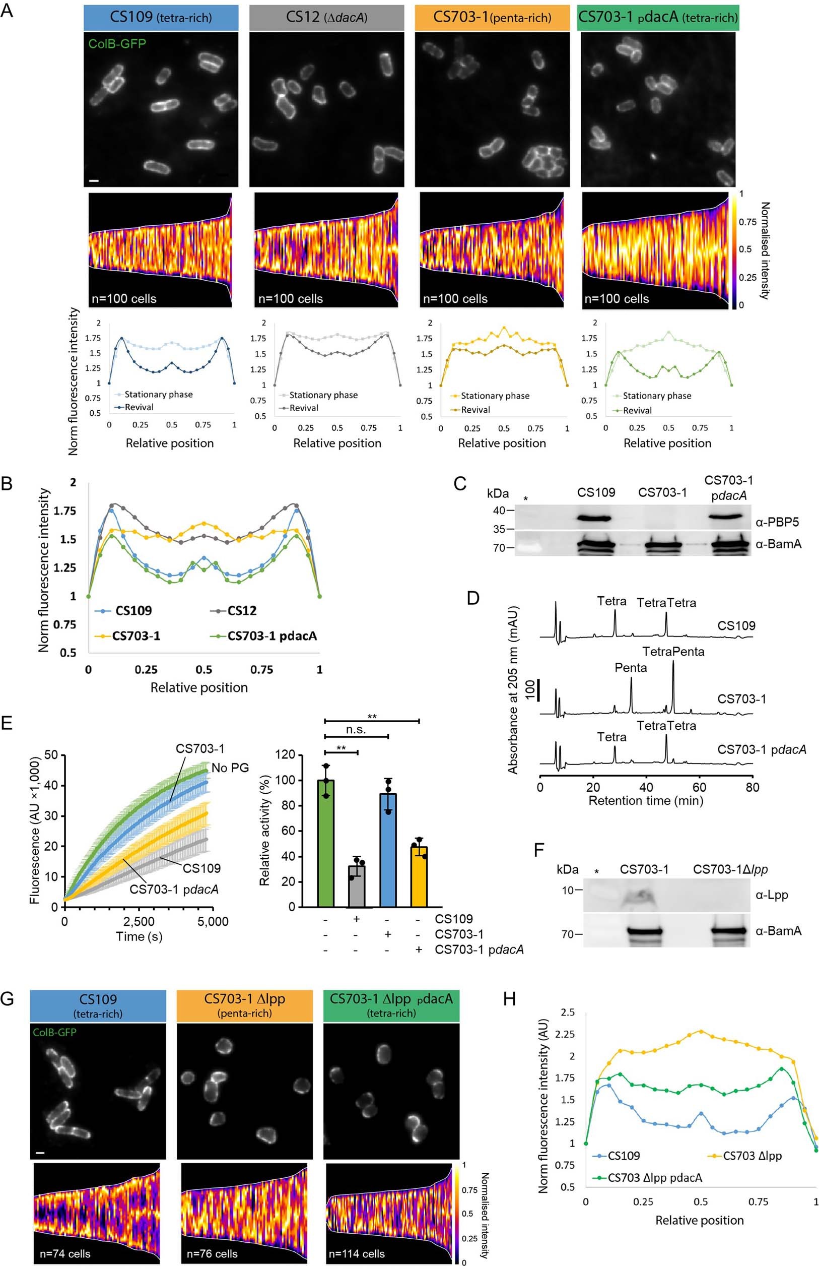 Extended Data Fig. 10: Complementation experiments by ectopic PBP5 production from pdacA.