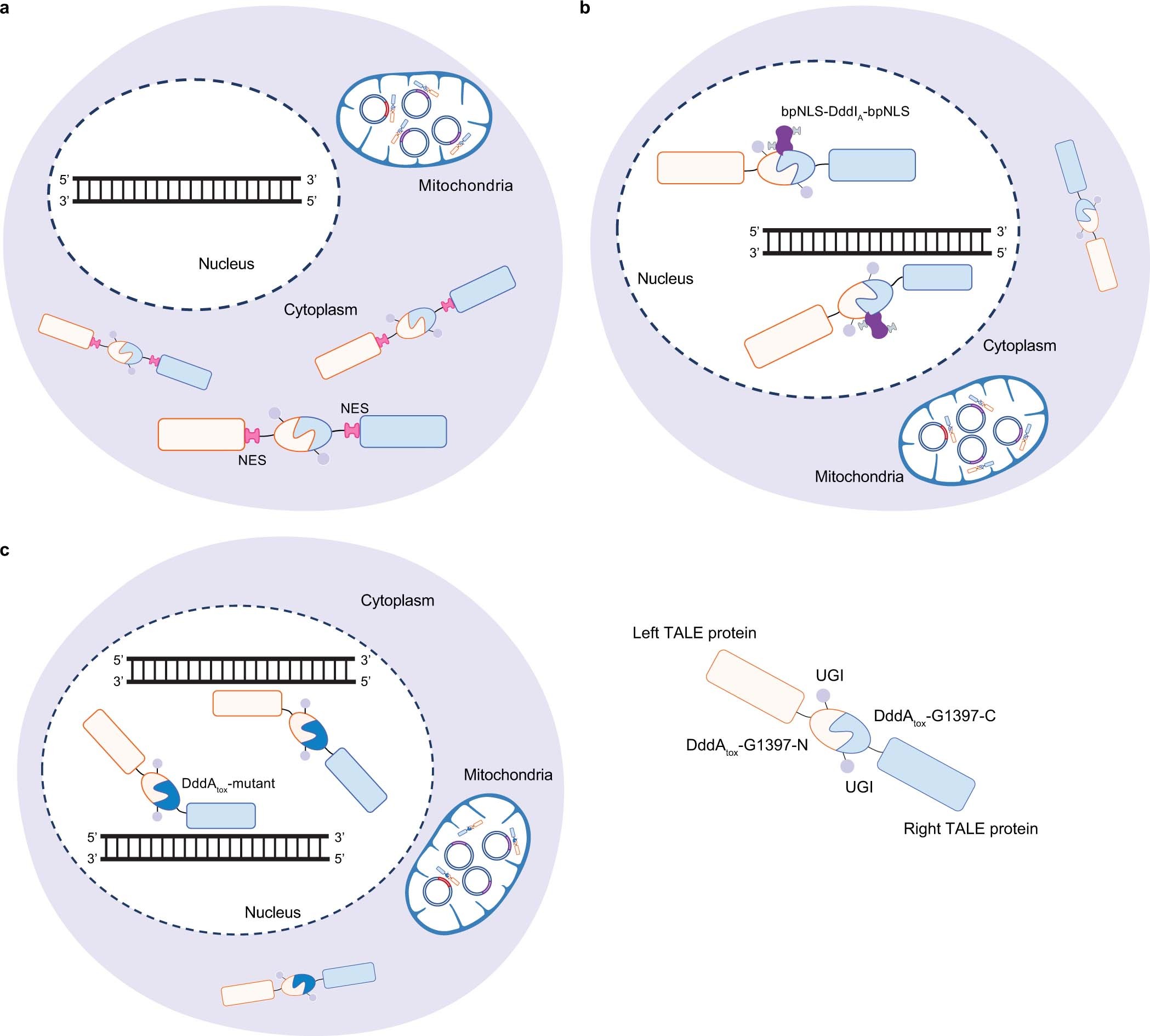Extended Data Fig. 9: Strategies to improve the specificity of DdCBE.