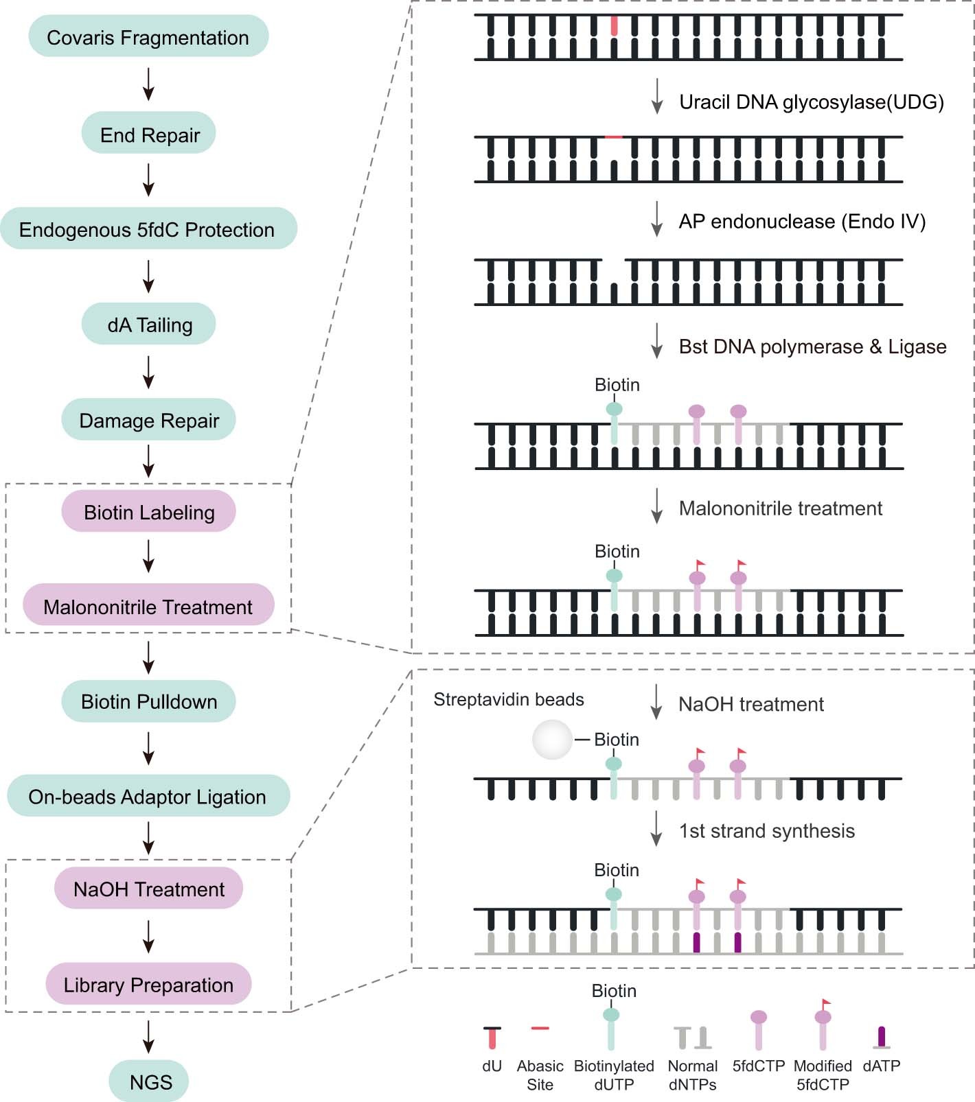 Extended Data Fig. 1: Workflow of Detect-seq.